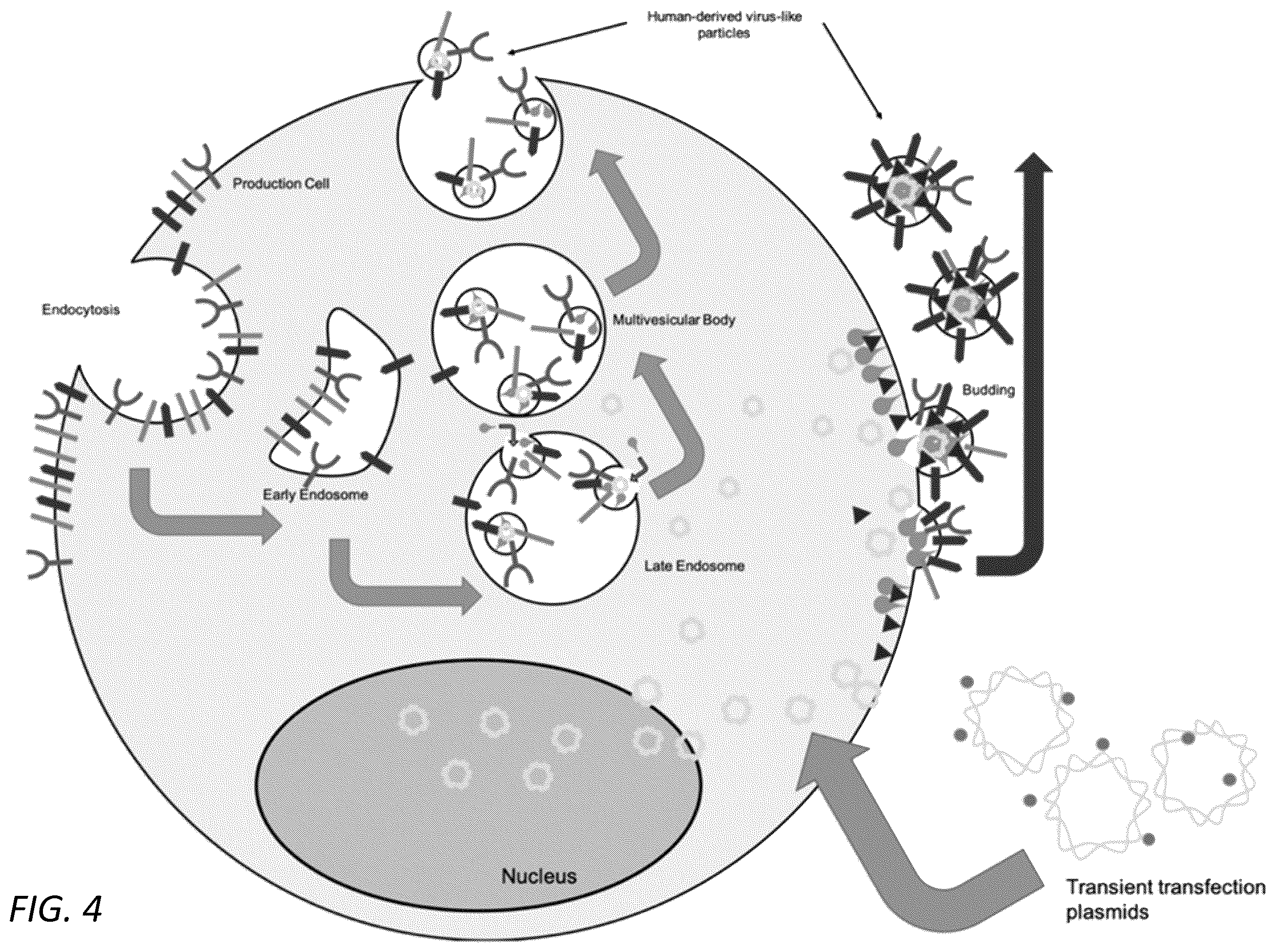 Patent US12351814 Figure 4 – Engineered human-endogenous virus-like particles and methods of use thereof for delivery to cells