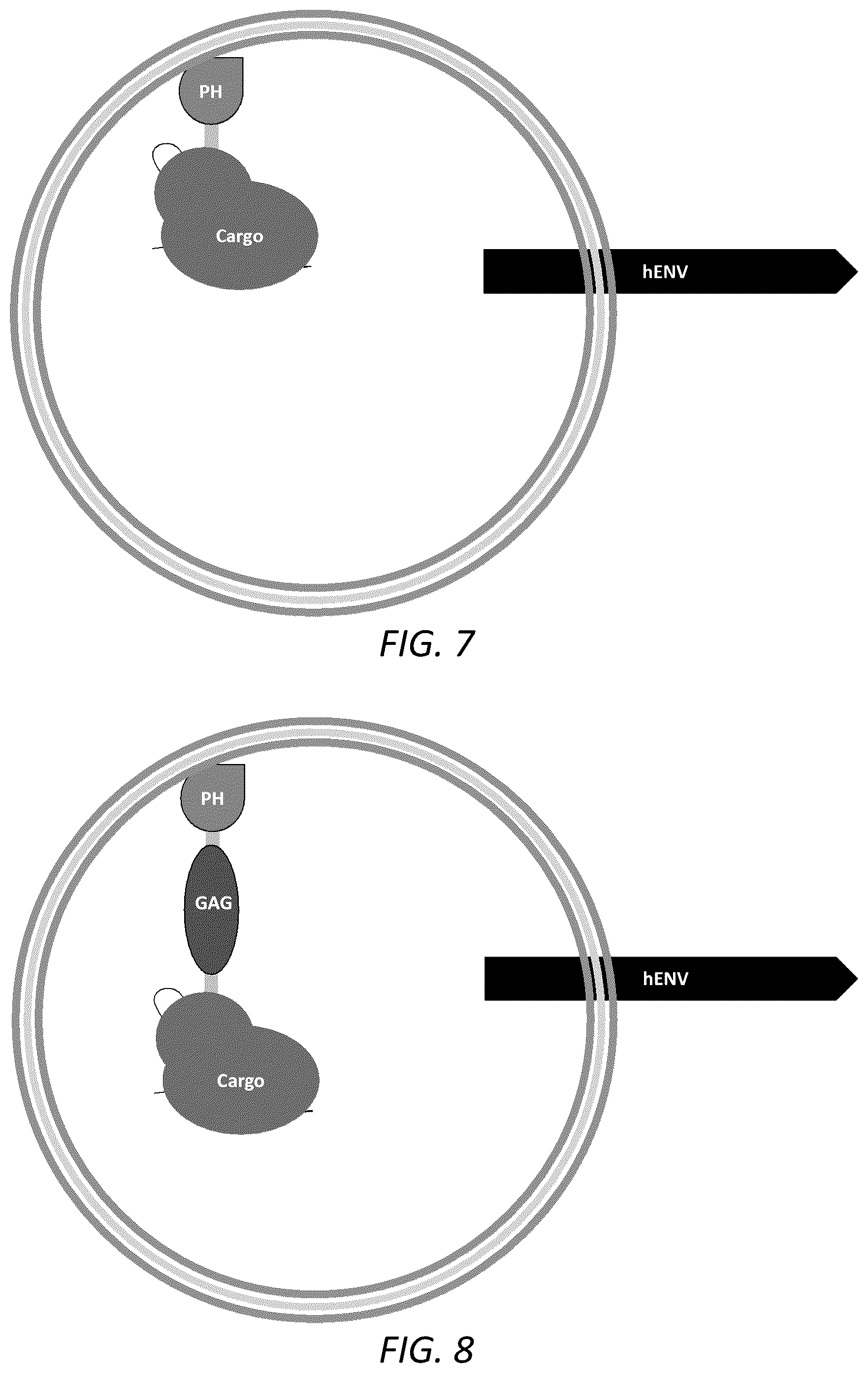 Patent US12351814 Figure 6 – Engineered human-endogenous virus-like particles and methods of use thereof for delivery to cells