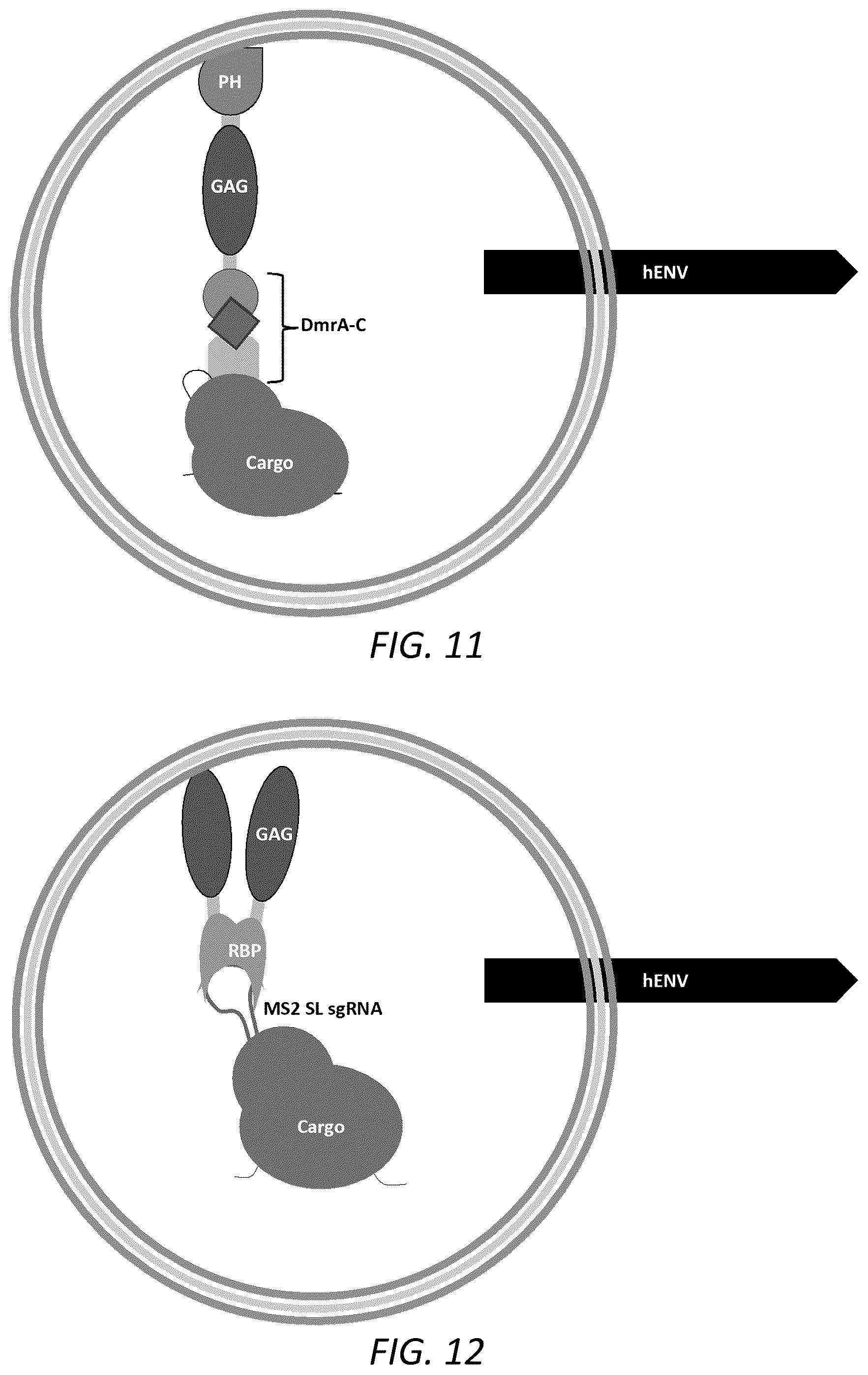 Patent US12351814 Figure 8 – Engineered human-endogenous virus-like particles and methods of use thereof for delivery to cells