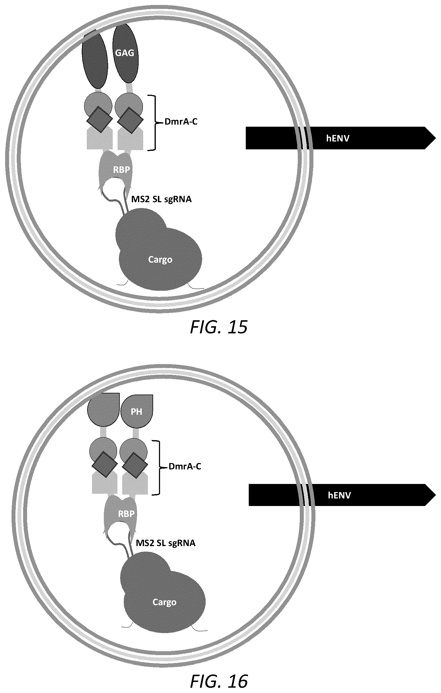 Patent US12351814 Figure 10 – Engineered human-endogenous virus-like particles and methods of use thereof for delivery to cells