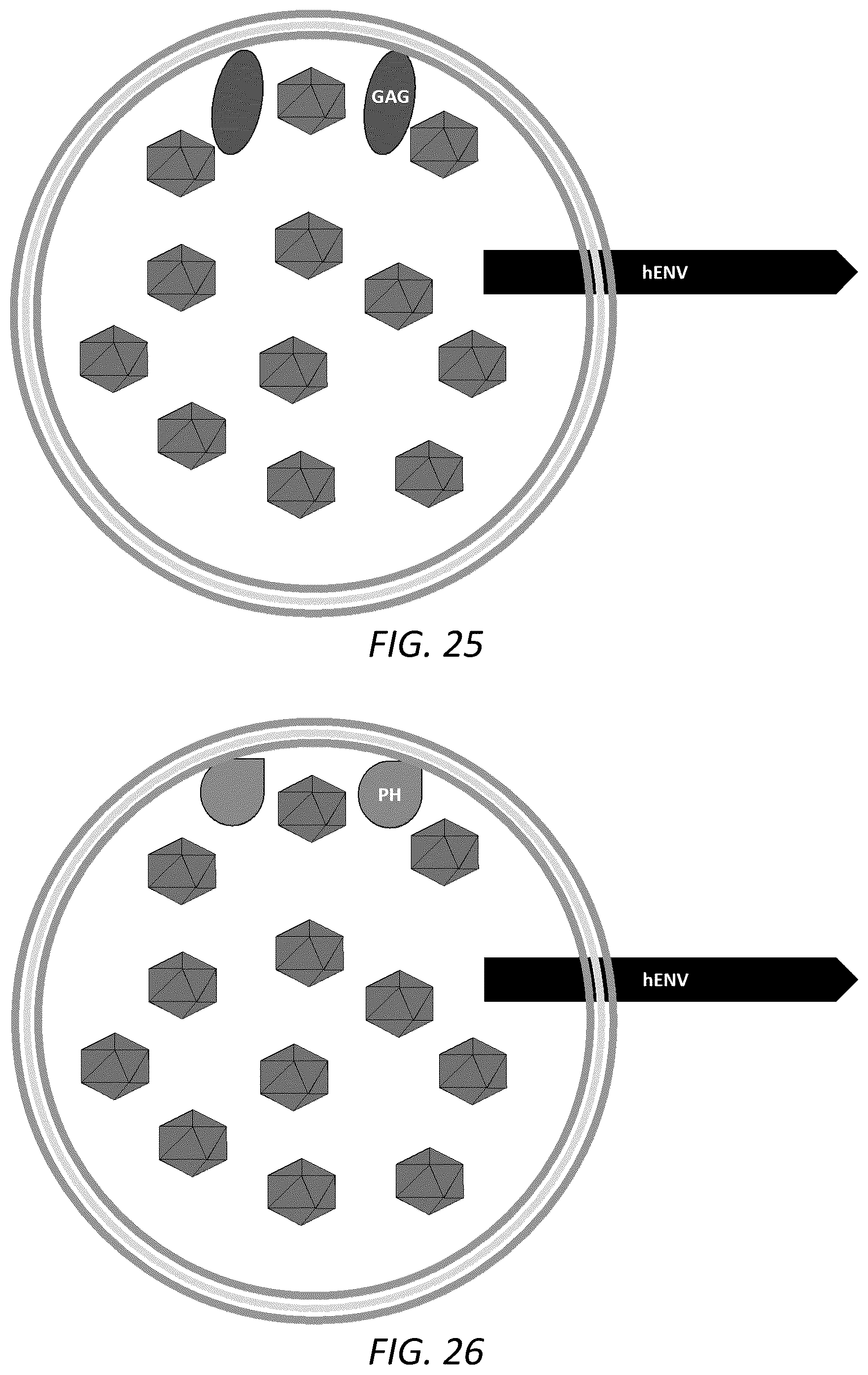 Patent US12351815 Figure 15 – Engineered human-endogenous virus-like particles and methods of use thereof for delivery to cells