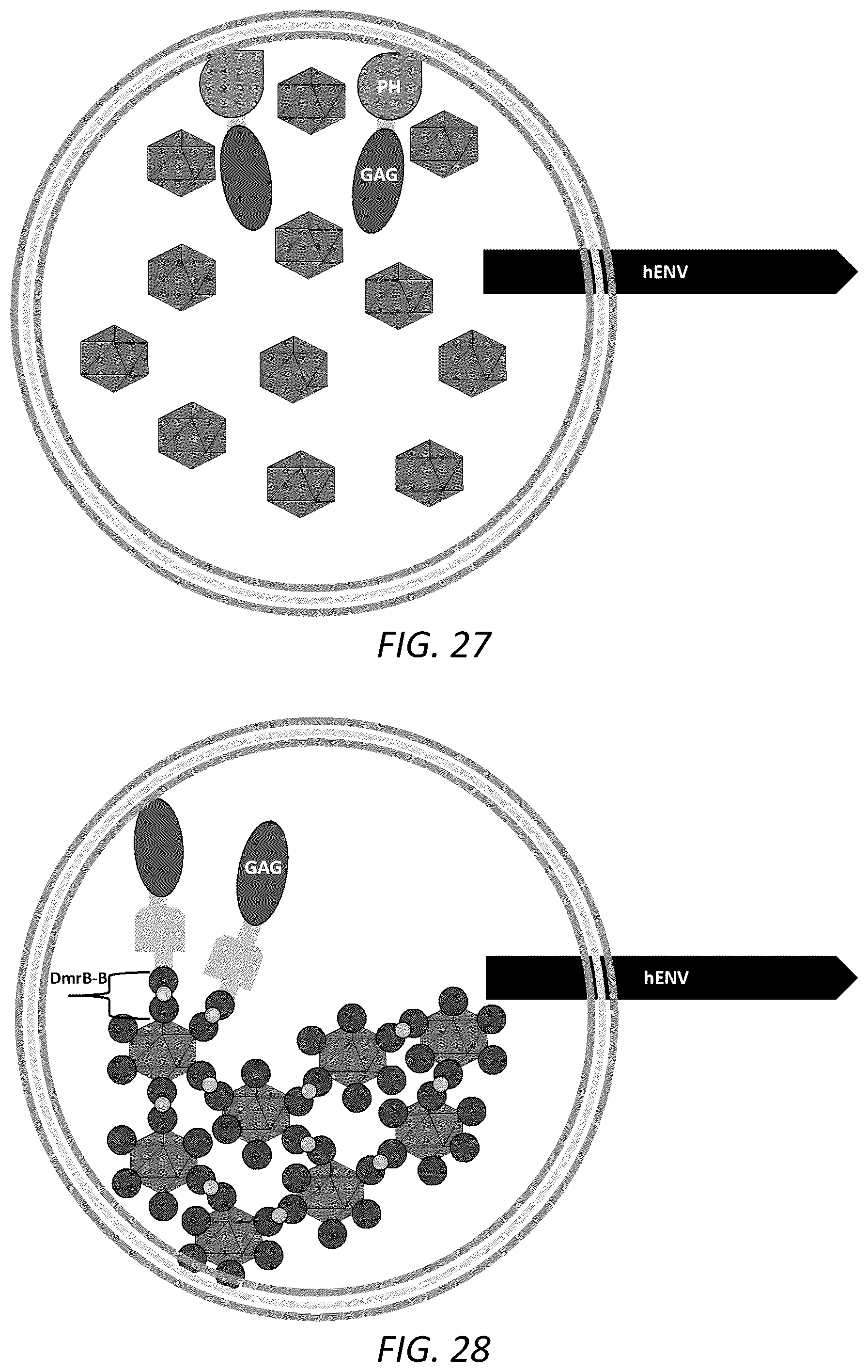 Patent US12351815 Figure 16 – Engineered human-endogenous virus-like particles and methods of use thereof for delivery to cells