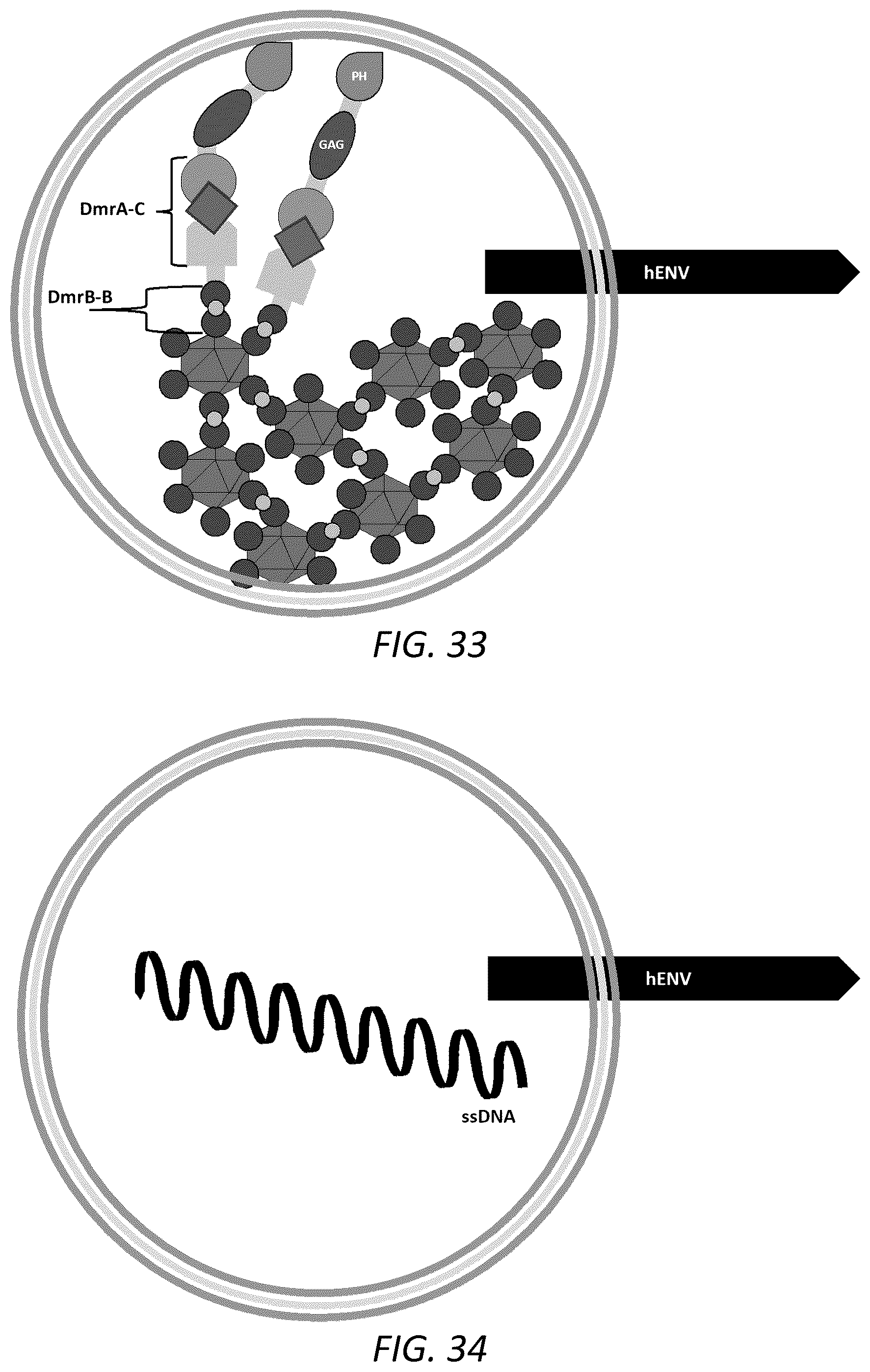 Patent US12351815 Figure 19 – Engineered human-endogenous virus-like particles and methods of use thereof for delivery to cells