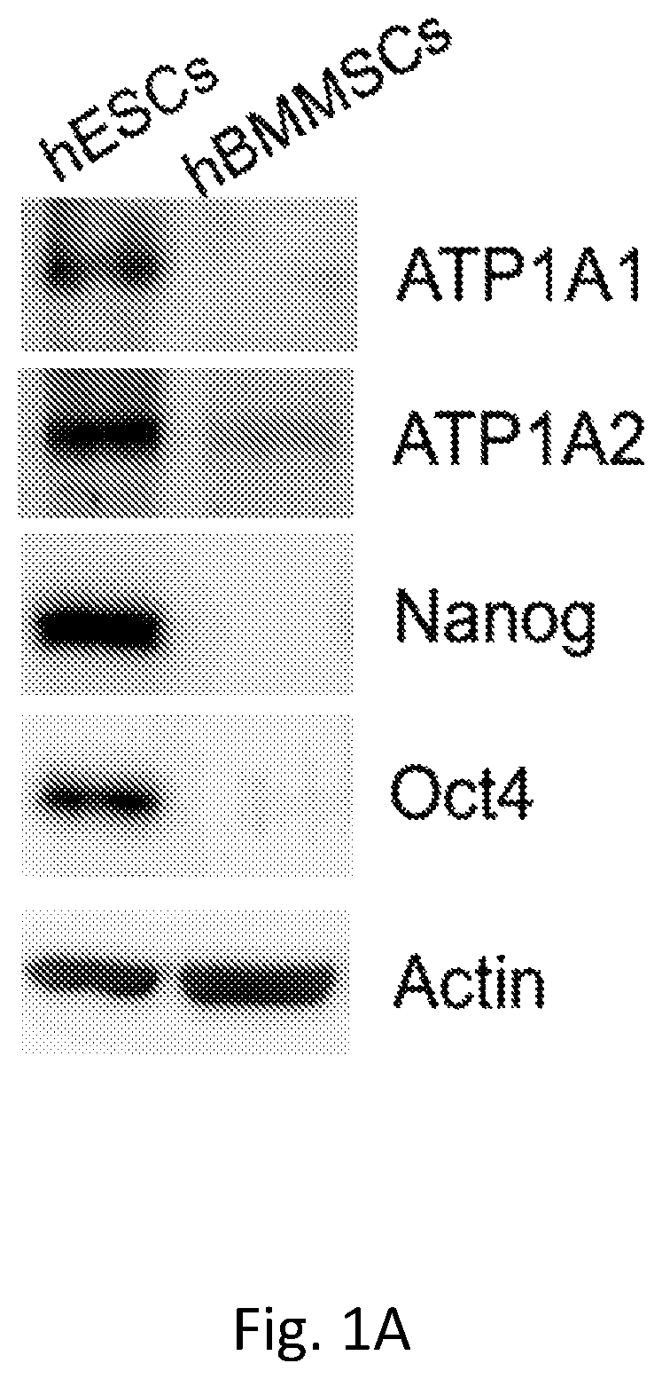 Patent US12351819 Figure 1 – Method for removing undifferentiated pluripotent stem cells