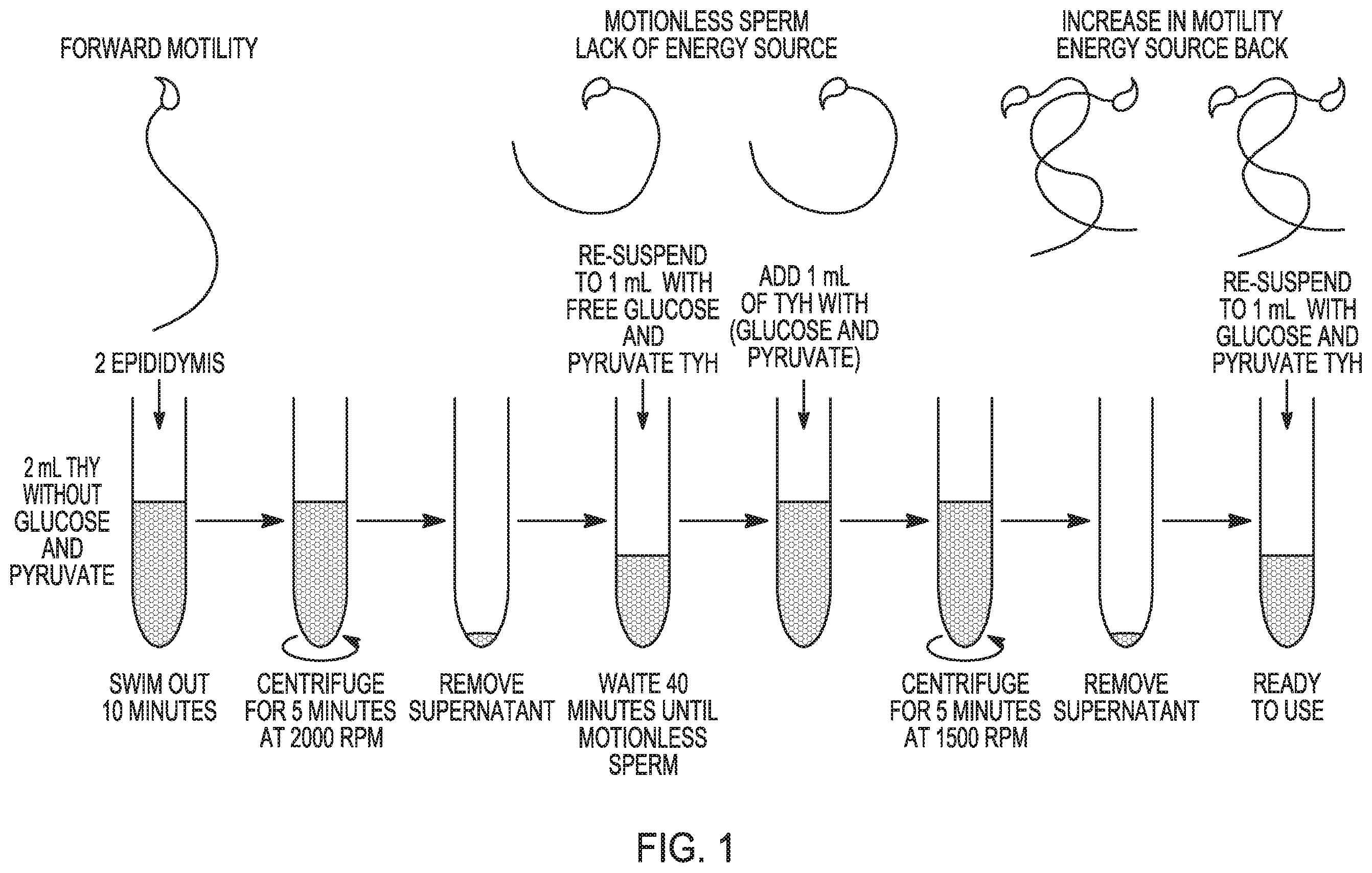 Patent US12351821 Figure 1 – Method to prepare sperm