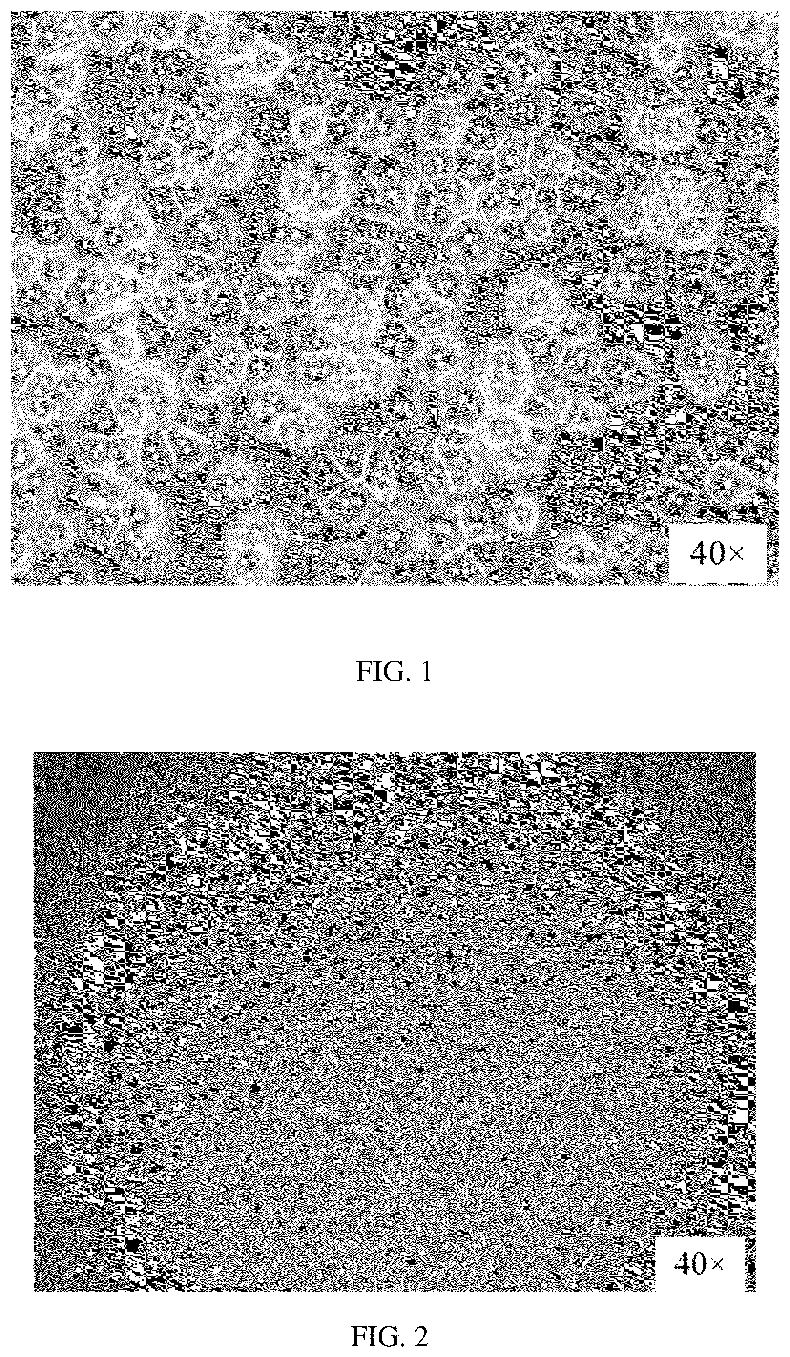 Patent US12351828 — Method for constructing hepatic progenitor cell-like cell bank, cell lines prepared therefrom and application thereof — Figure 1