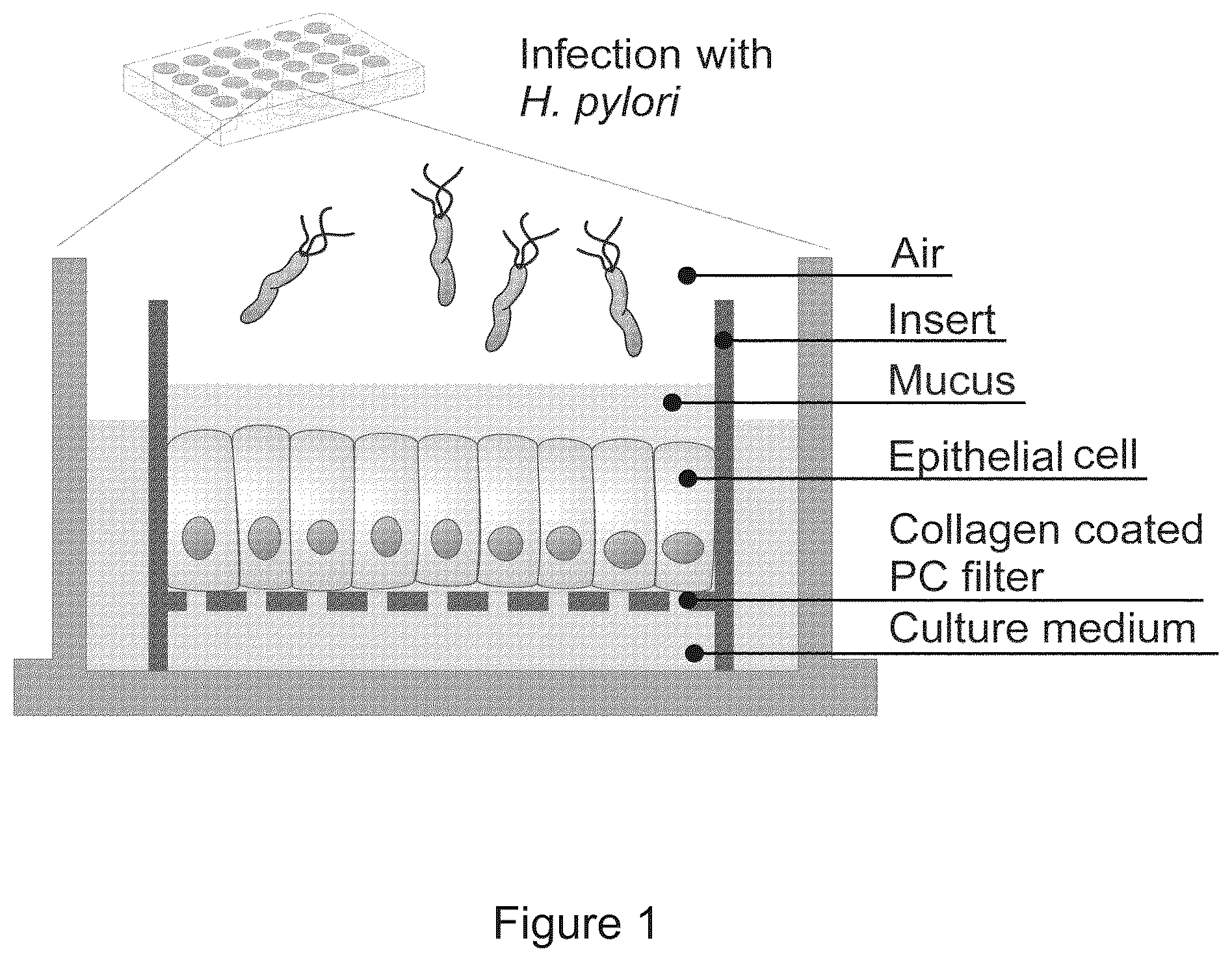 Patent US12351829 Figure 1 – Generation, proliferation and expansion of epithelial cells from primary tissue into mucosoid cultures