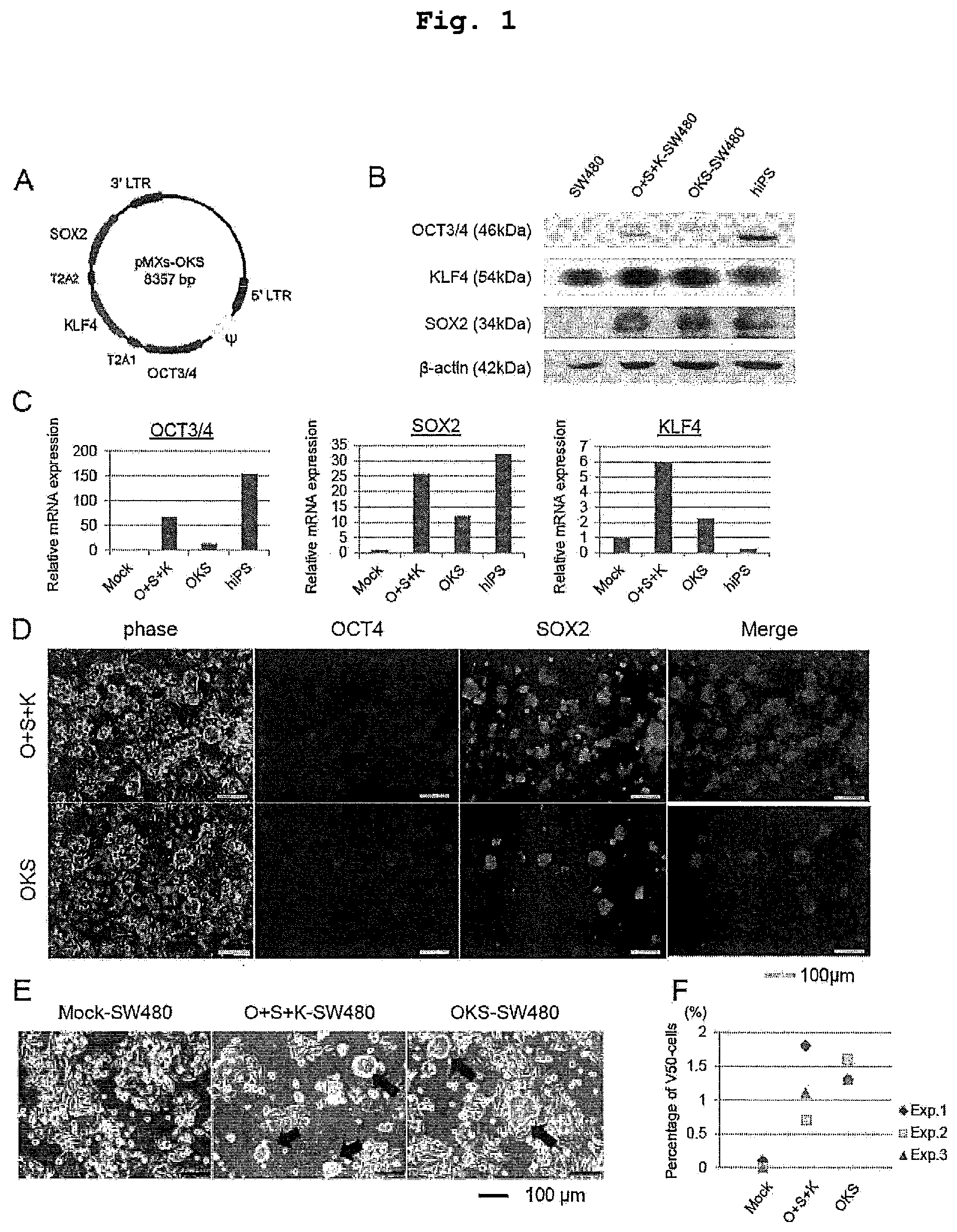Patent US12351830 Figure 1 – Method for maintaining and amplifying colon cancer stem cells and method for inducing colon cancer organoid