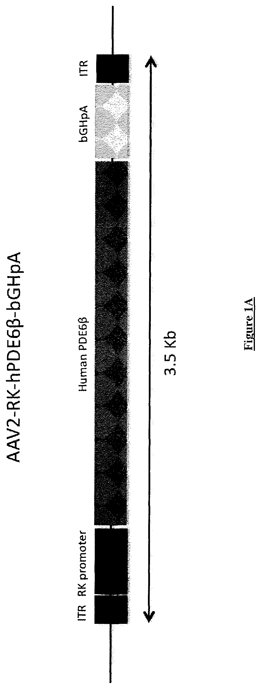 Patent US12351832 Figure 1 – Recombinant adeno-associated virus particle purification with multiple-step anion exchange chromatography