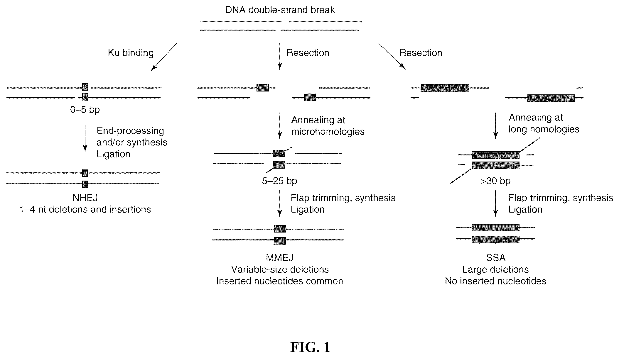 Patent US12351836 — Microhomology mediated repair of microduplication gene mutations — Figure 1