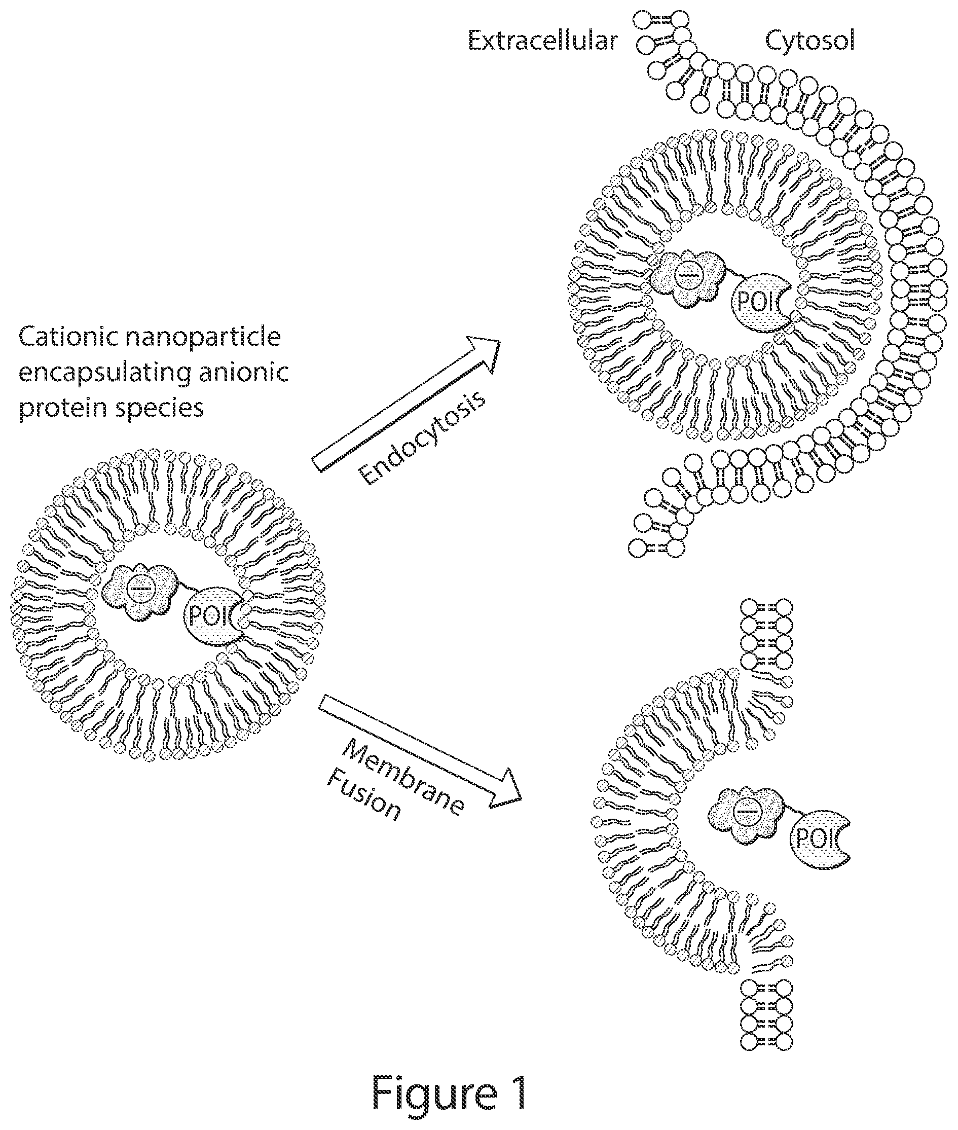 Patent US12351837 — Supernegatively charged proteins and uses thereof — Figure 1