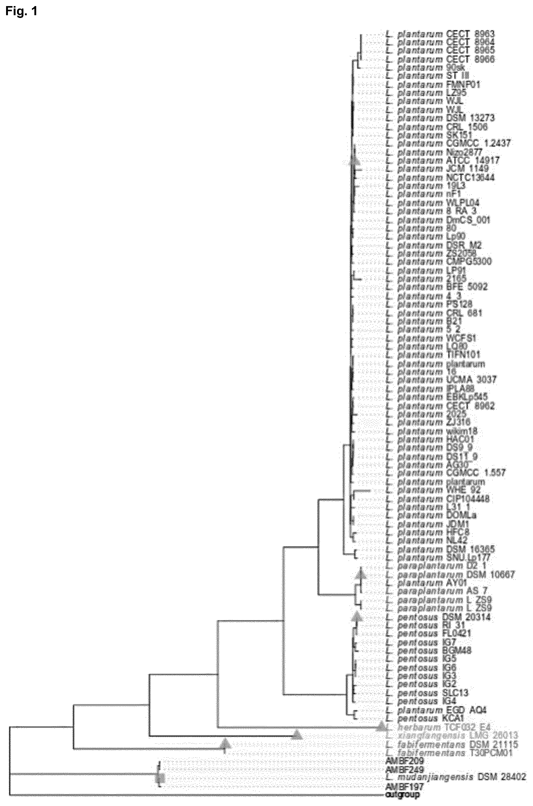 Patent US12351842 — Lactobacillus mudanjiangensis strains and cellulase derived therefrom — Figure 1