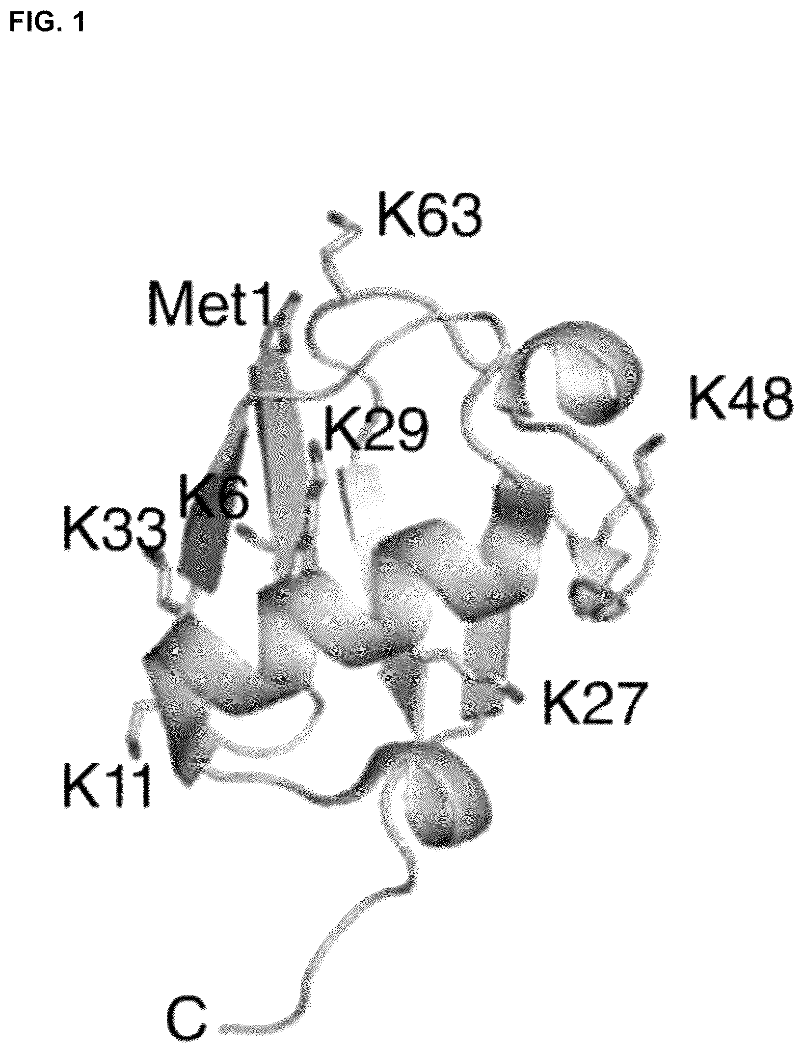 Patent US12351844 — Compositions and methods for using engineered deubiquitinases for probing ubiquitin-dependent cellular processes — Figure 1