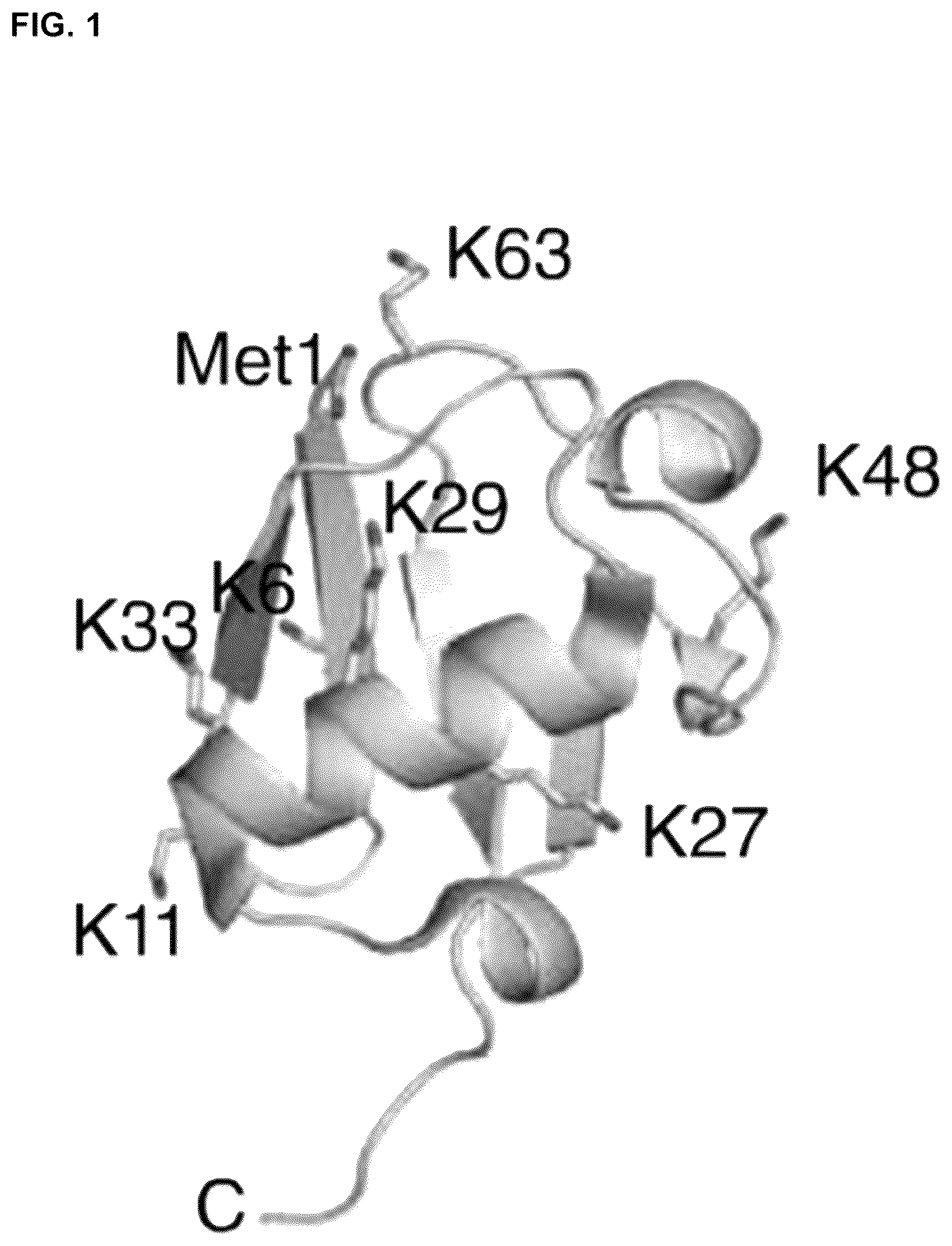 Patent US12351845 — Compositions and methods for using engineered deubiquitinases for probing ubiquitin-dependent cellular processes — Figure 1