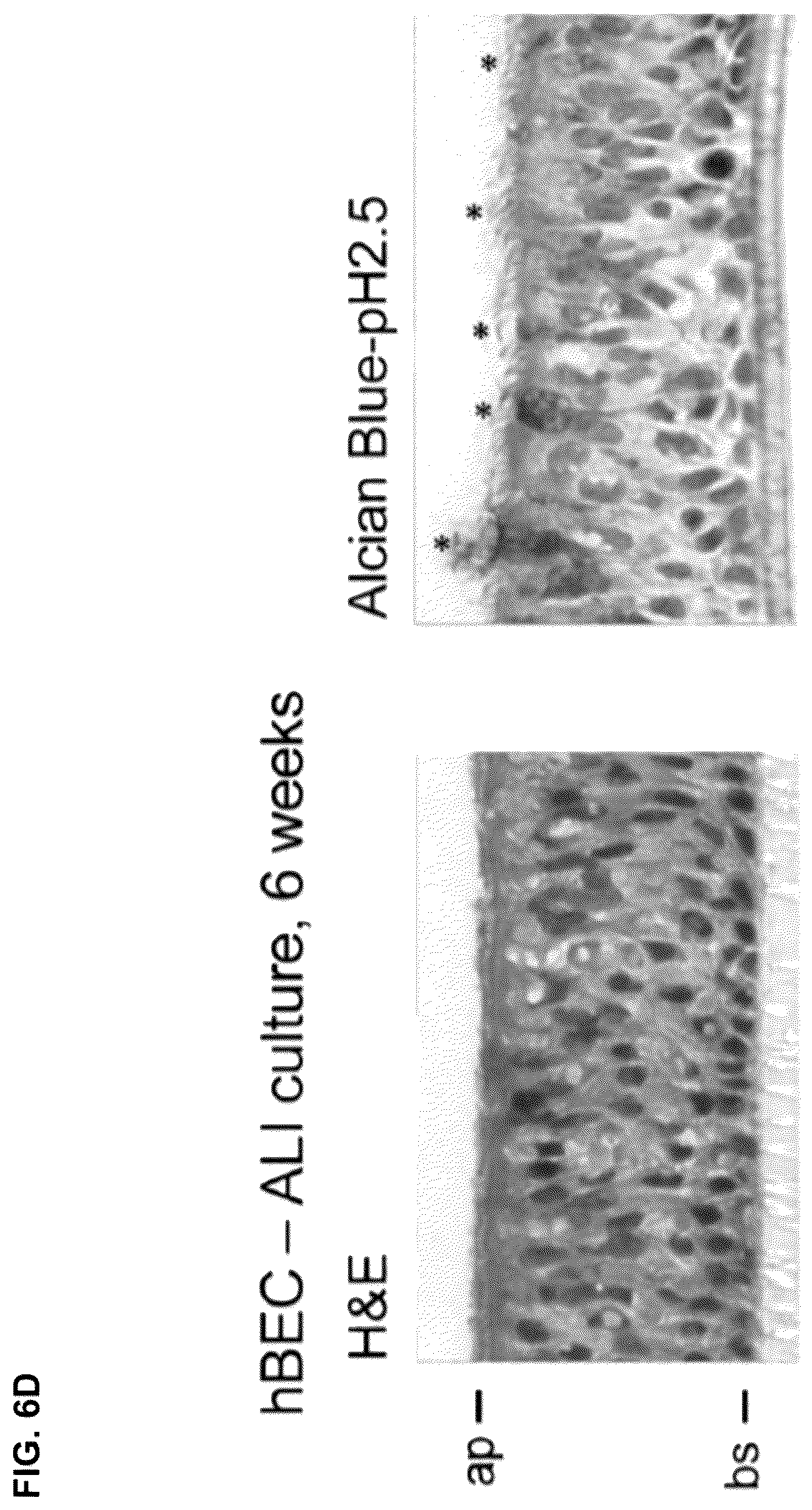 Patent US12351845 Figure 20 – Compositions and methods for using engineered deubiquitinases for probing ubiquitin-dependent cellular processes