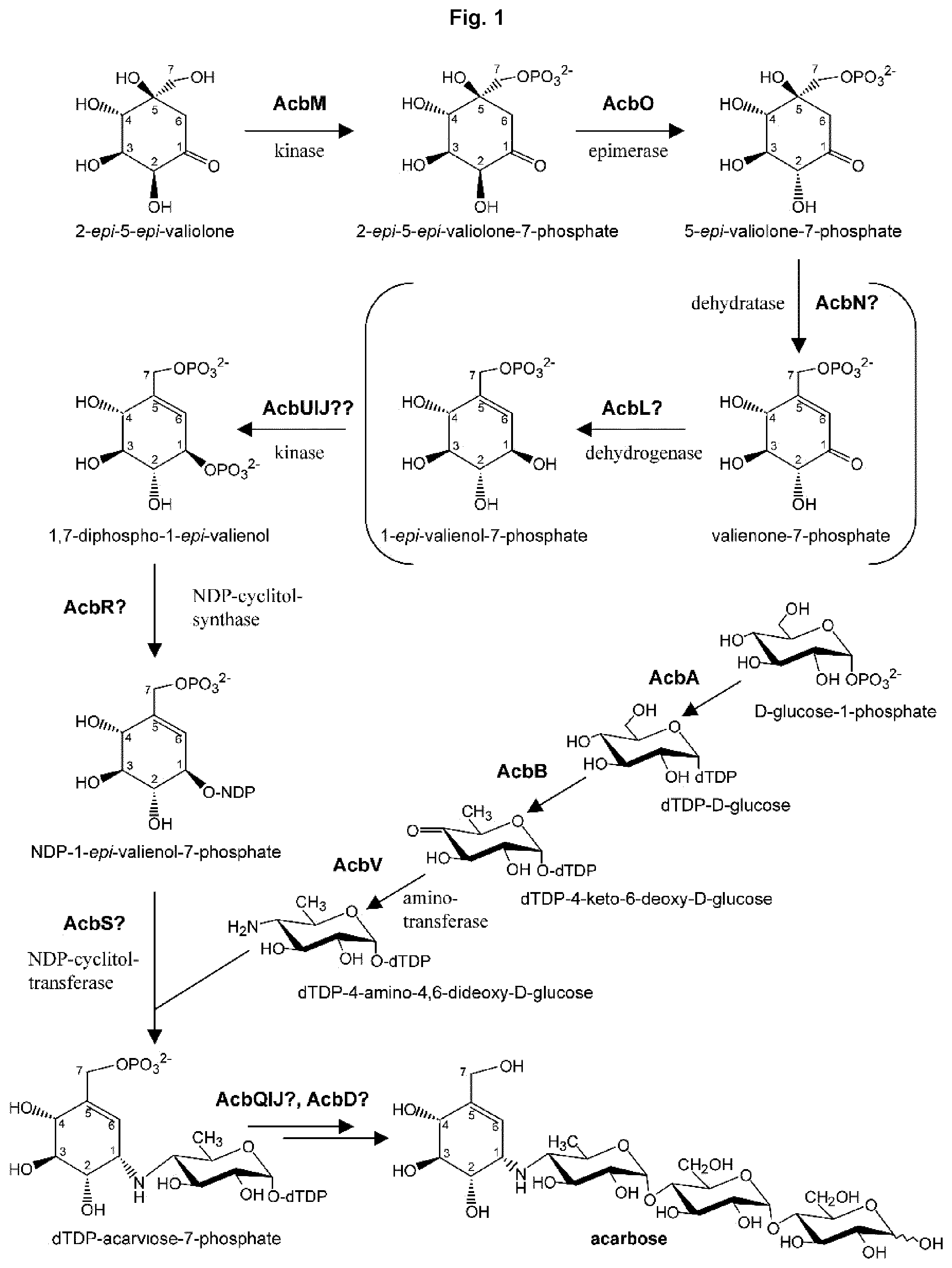 Patent US12351847 Figure 1 – Methods for the improved formation of acarbose