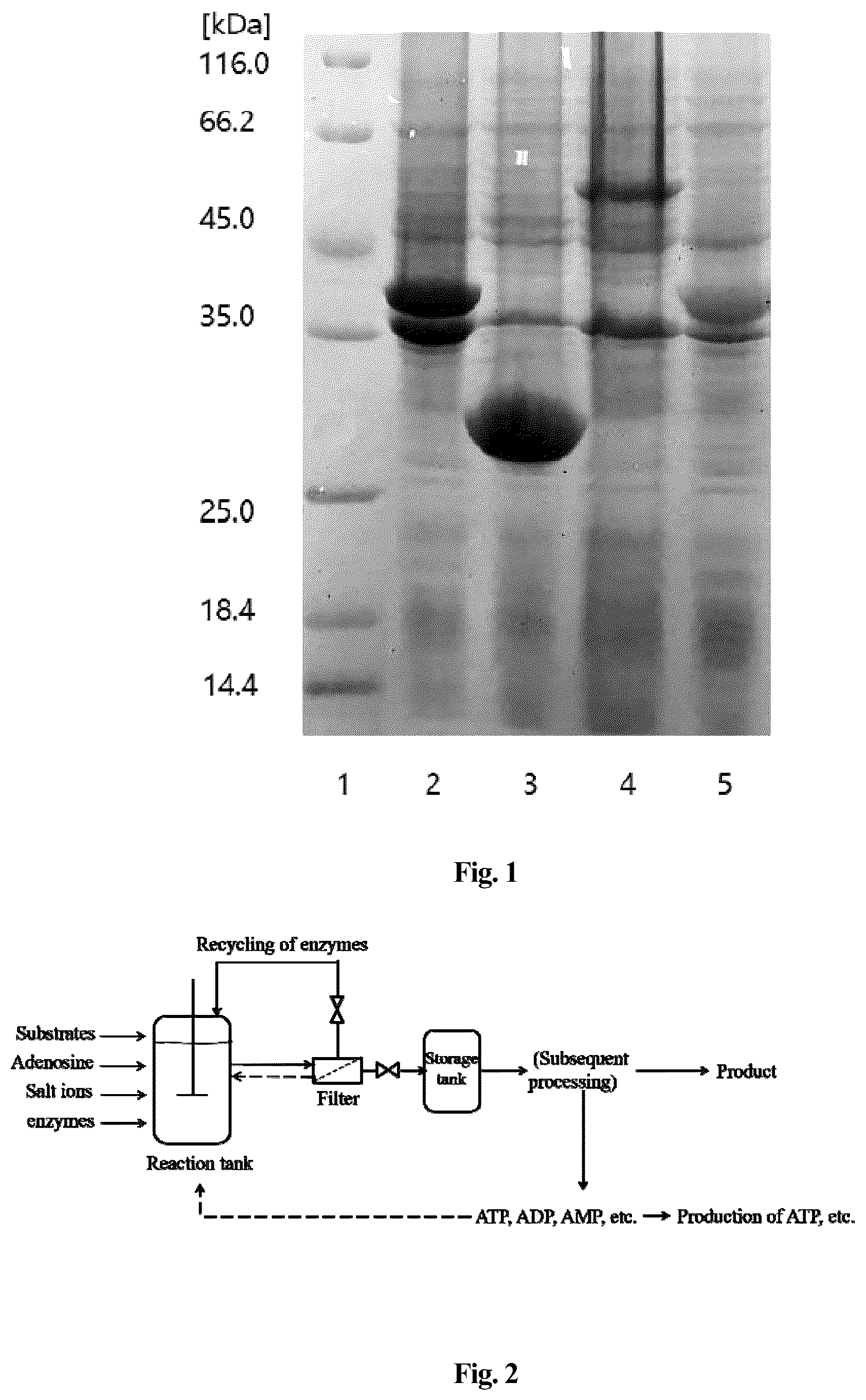 Patent US12351848 — Production method of enzymatic reaction using adenosine instead of ATP — Figure 1