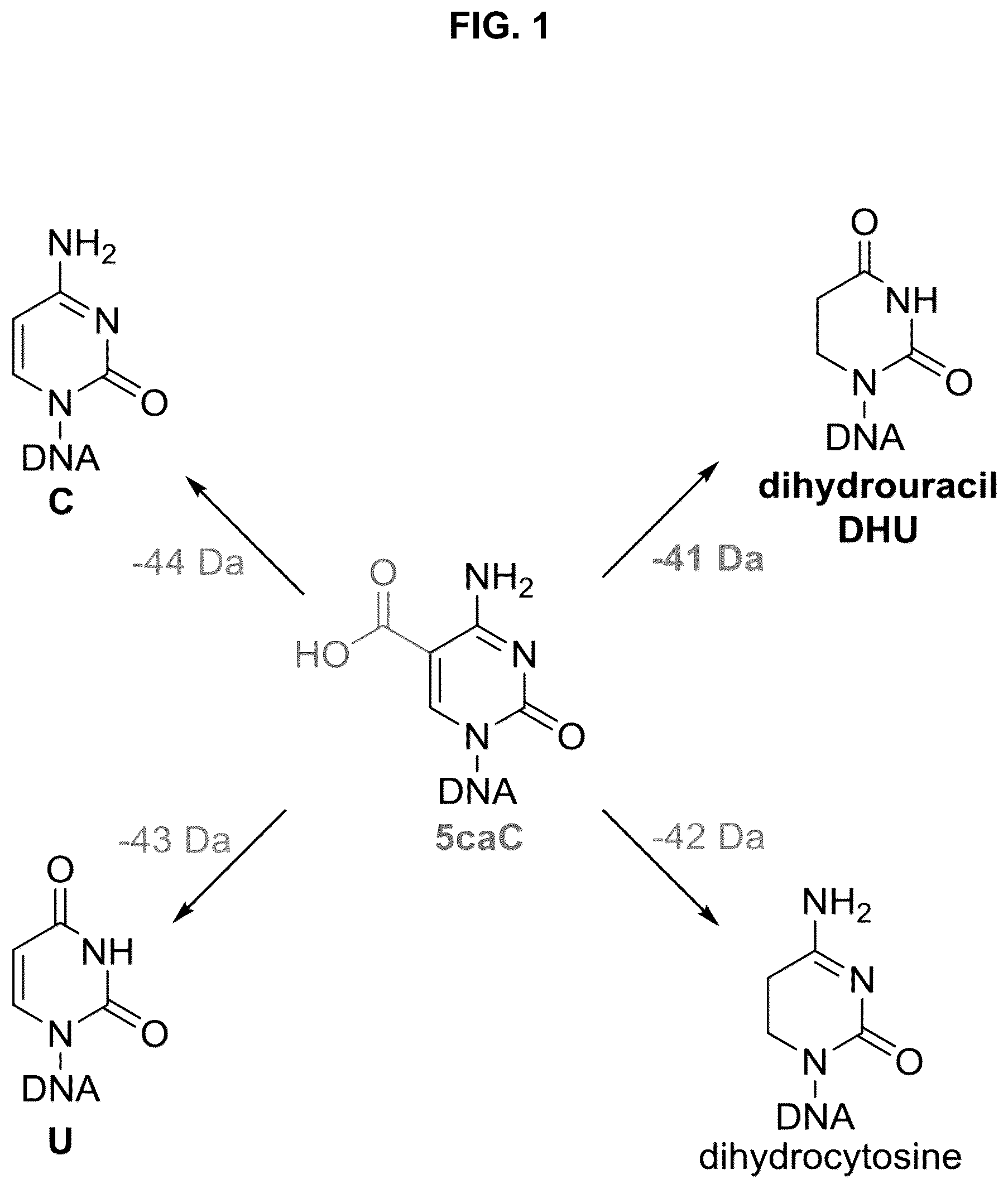 Patent US12351859 — Methods for the epigenetic analysis of DNA, particularly cell-free DNA — Figure 1