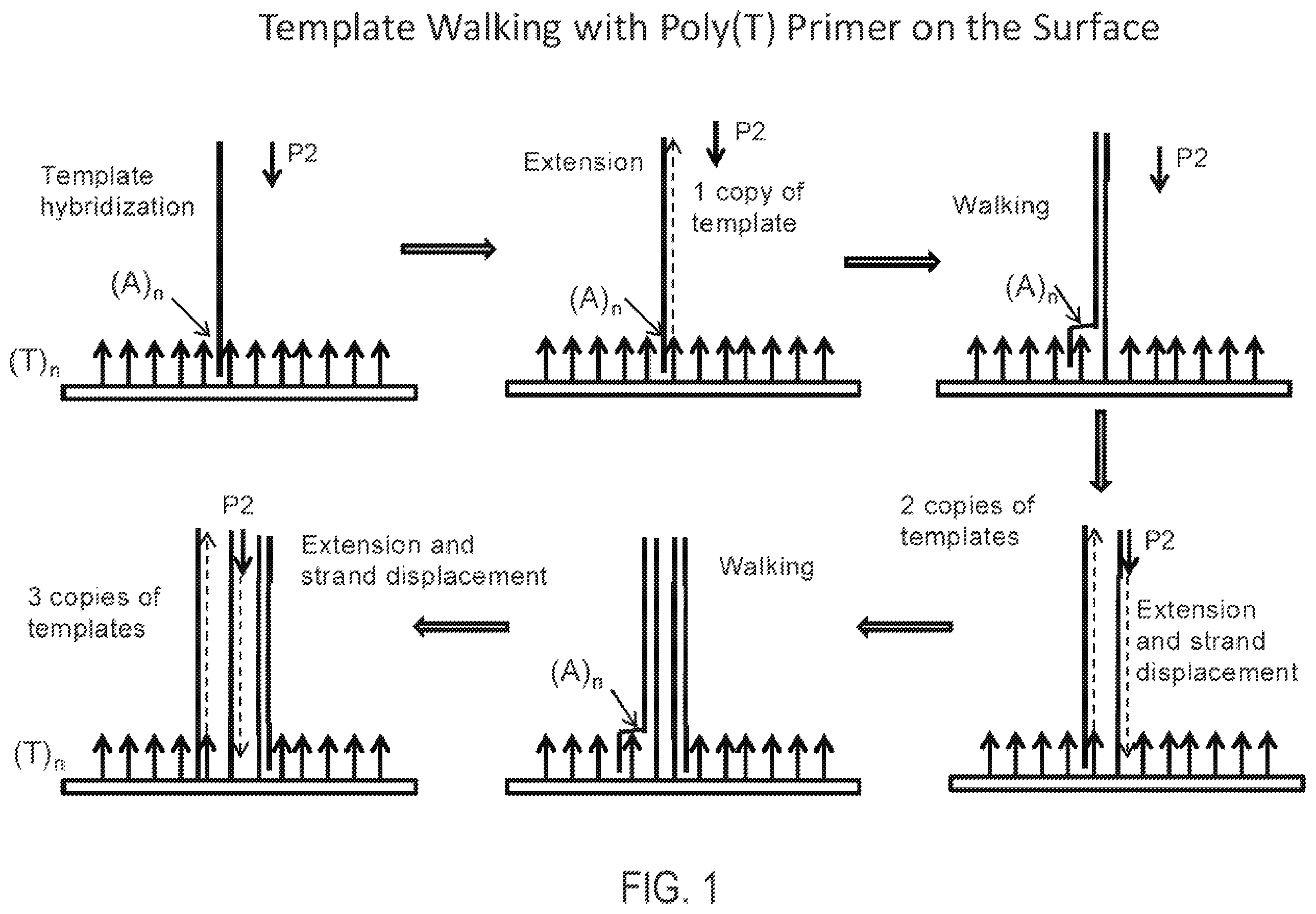 Patent US12351865 — Methods, compositions, systems, apparatuses and kits for nucleic acid amplification — Figure 1