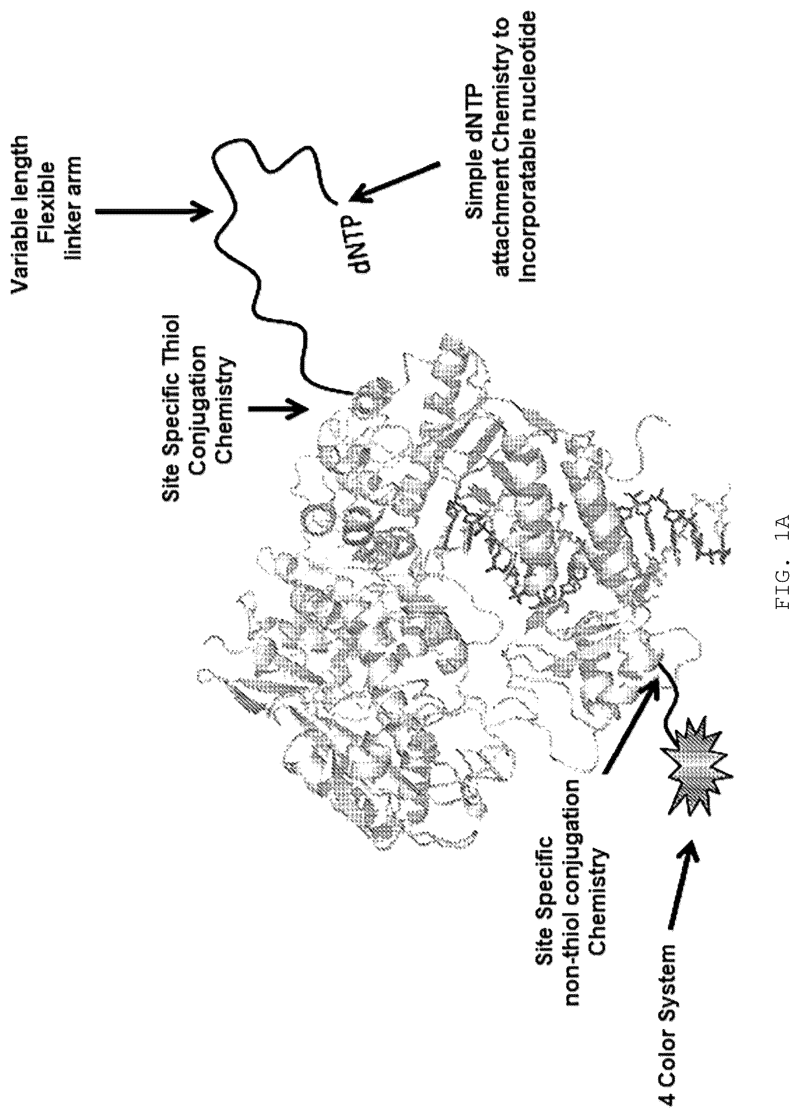 Patent US12351868 — Enzyme-linked nucleotides — Figure 1