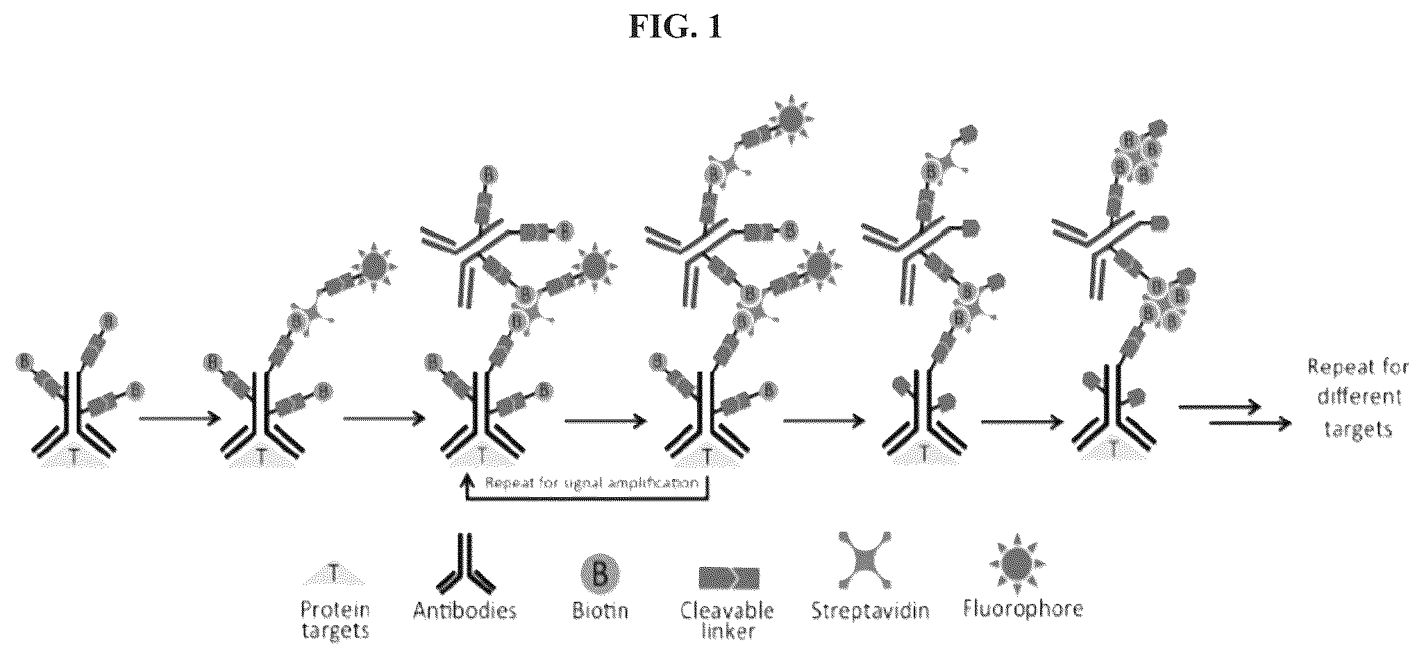Patent US12351870 — Methods and systems for sensitive and multiplexed analysis of biological samples using cleavable fluorescent streptavidin and anti-hapten antibodies — Figure 1