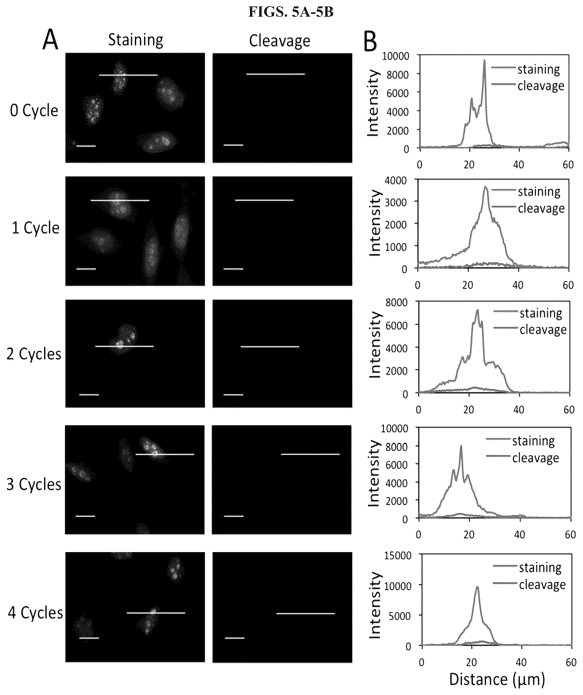 Patent US12351870 Figure 5 – Methods and systems for sensitive and multiplexed analysis of biological samples using cleavable fluorescent streptavidin and anti-hapten antibodies