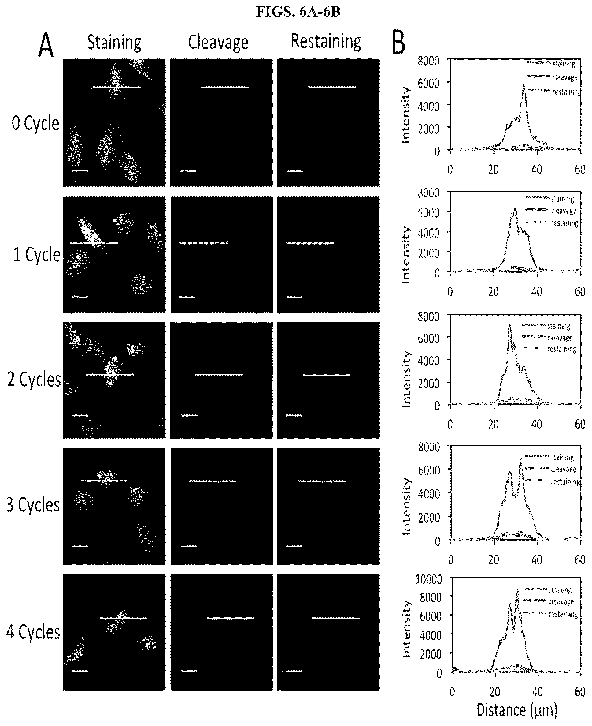 Patent US12351870 Figure 6 – Methods and systems for sensitive and multiplexed analysis of biological samples using cleavable fluorescent streptavidin and anti-hapten antibodies