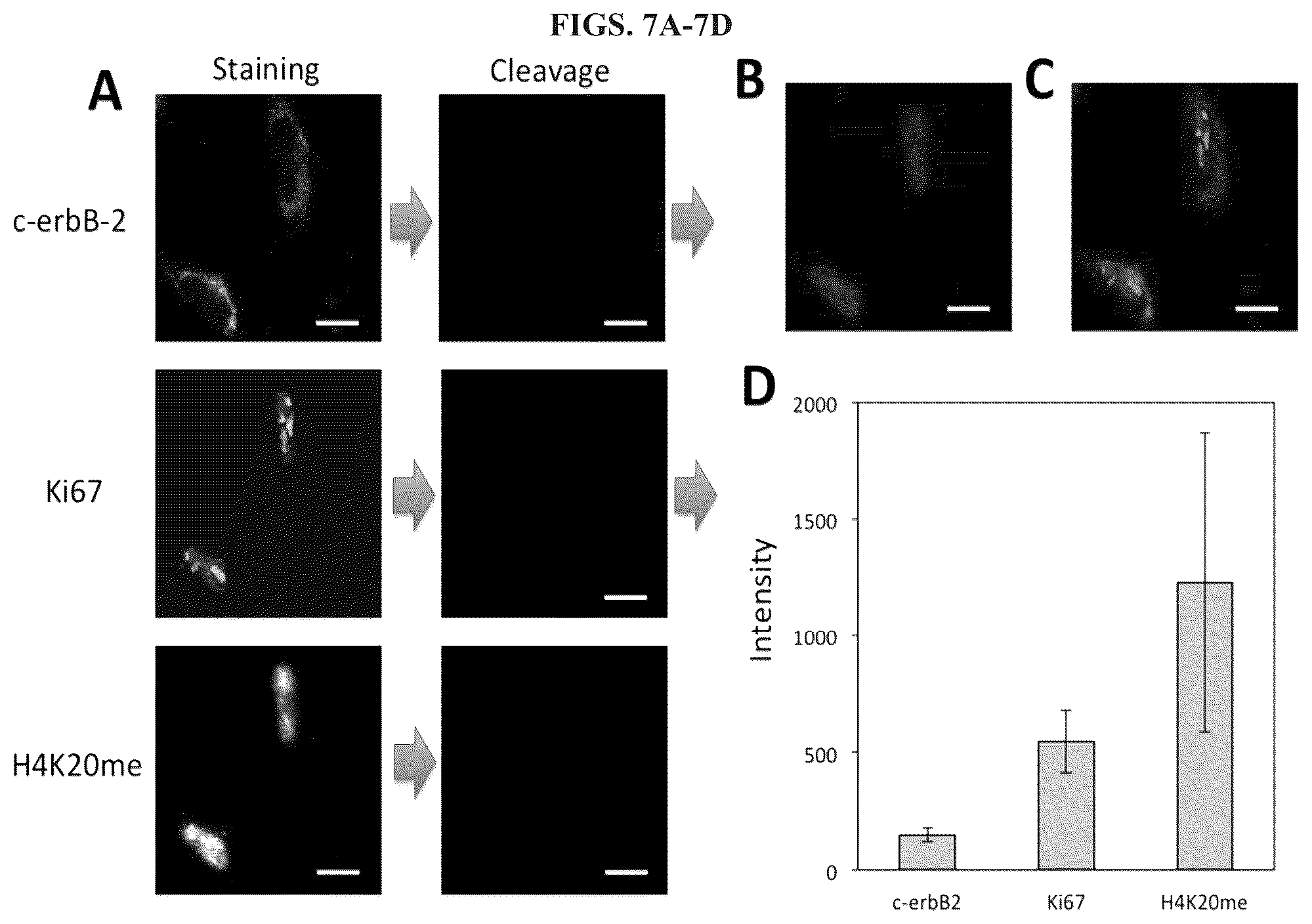 Patent US12351870 Figure 7 – Methods and systems for sensitive and multiplexed analysis of biological samples using cleavable fluorescent streptavidin and anti-hapten antibodies