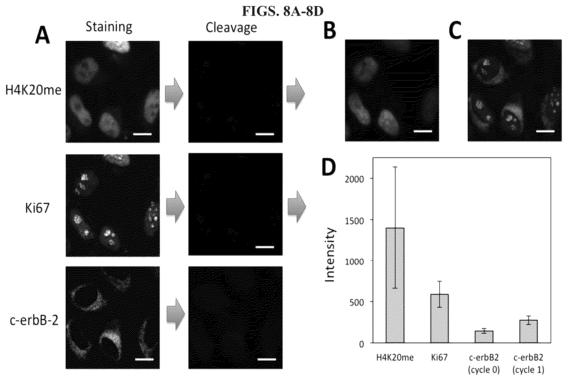 Patent US12351870 Figure 8 – Methods and systems for sensitive and multiplexed analysis of biological samples using cleavable fluorescent streptavidin and anti-hapten antibodies