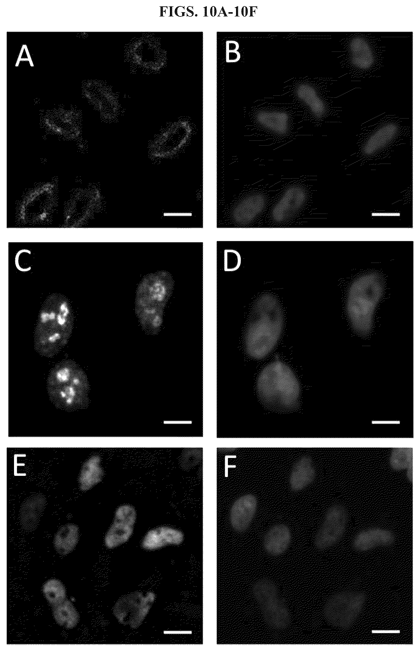 Patent US12351870 Figure 11 – Methods and systems for sensitive and multiplexed analysis of biological samples using cleavable fluorescent streptavidin and anti-hapten antibodies
