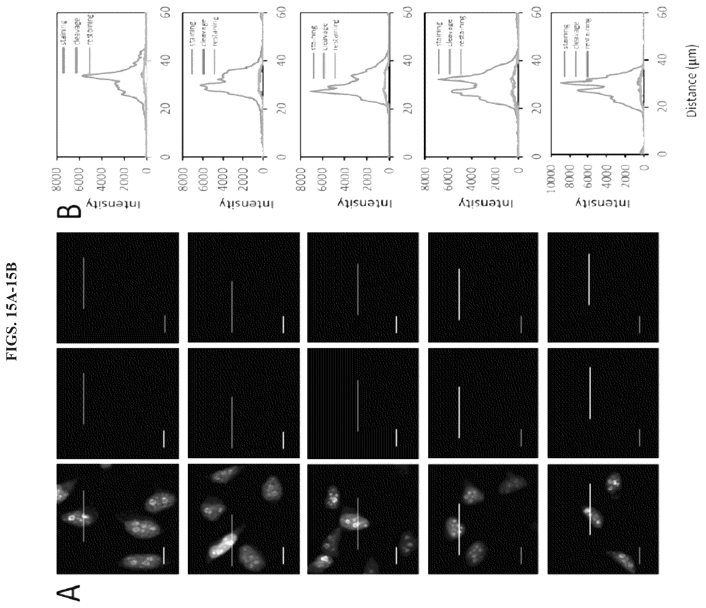 Patent US12351870 Figure 16 – Methods and systems for sensitive and multiplexed analysis of biological samples using cleavable fluorescent streptavidin and anti-hapten antibodies