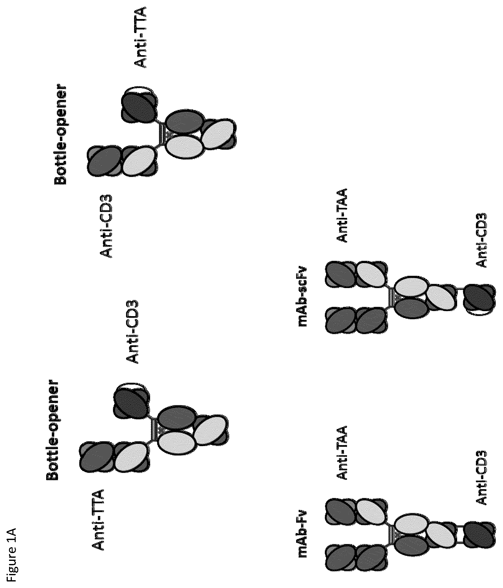 Patent US12359002 — Heterodimeric antibodies that bind CD3 and tumor antigens — Figure 1