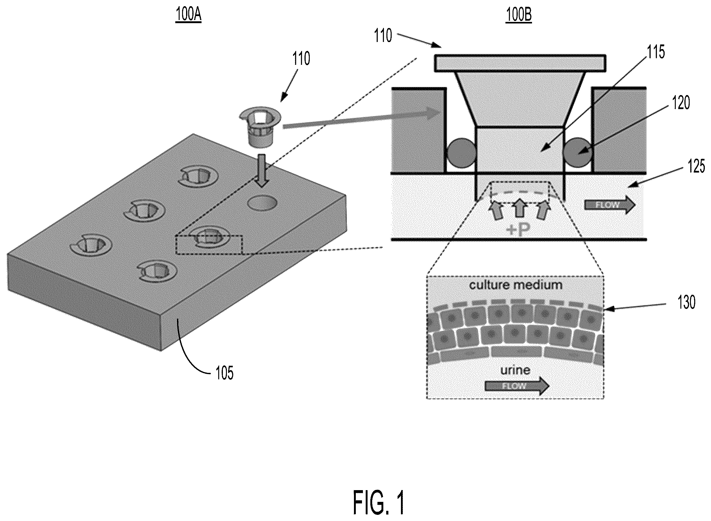 Patent US12359155 — Highly deformable porous membrane culture system and actuation methods for studying the effects of biomechanical stretch on cultured tissue — Figure 1