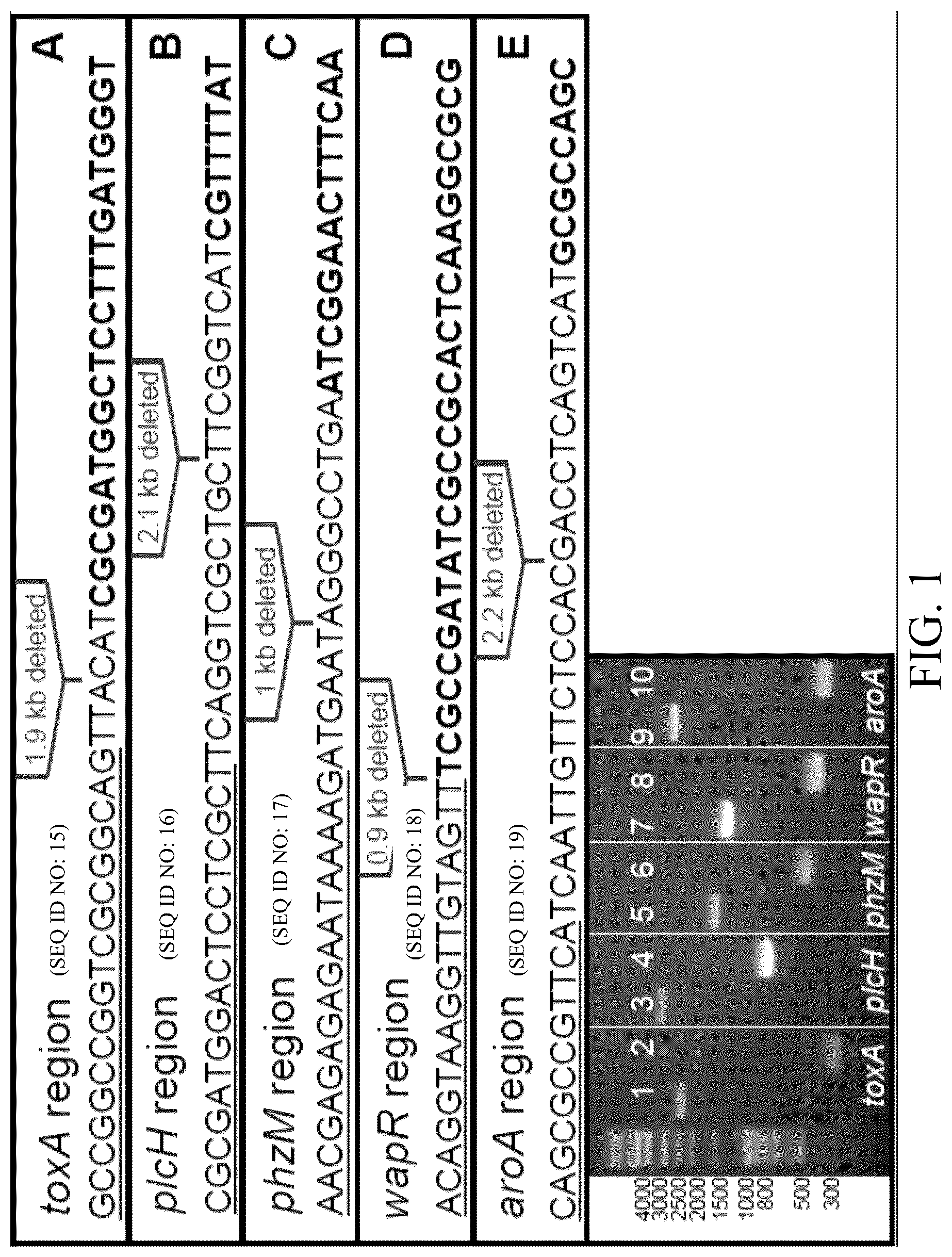 Patent US12359163 — Bacterial cultures and methods for production of alginate — Figure 1