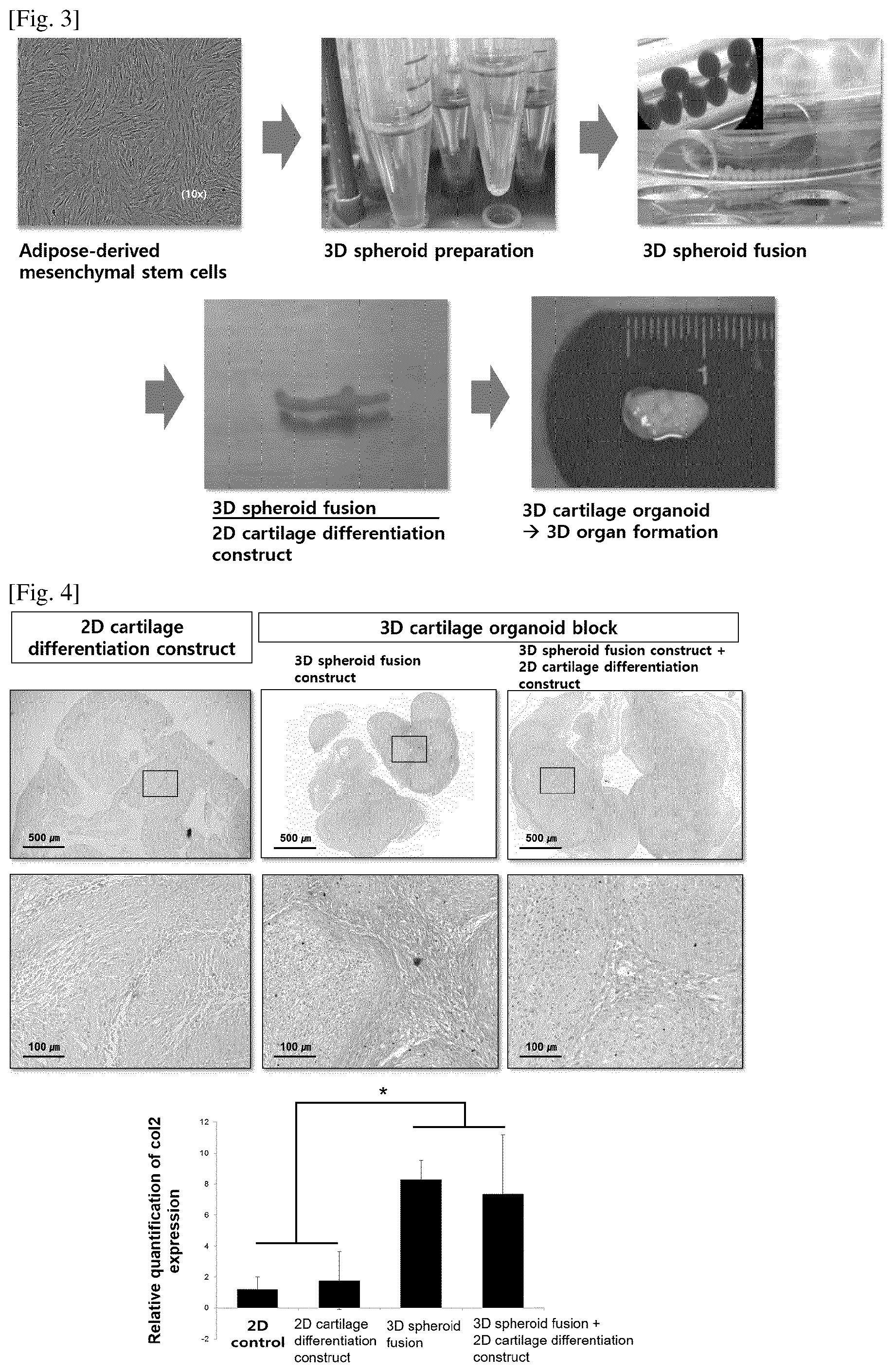 Patent US12359172 Figure 2 – Method for preparing 3D cartilage organoid block