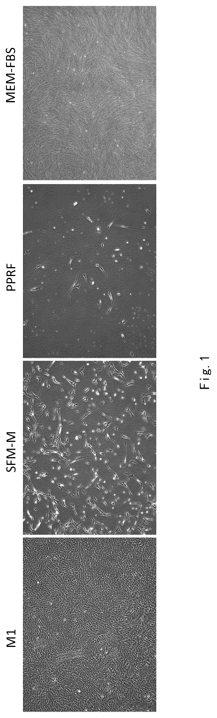Patent US12359173 — Serum-free and xeno-free culture medium for expanding mesenchymal stem cells — Figure 1
