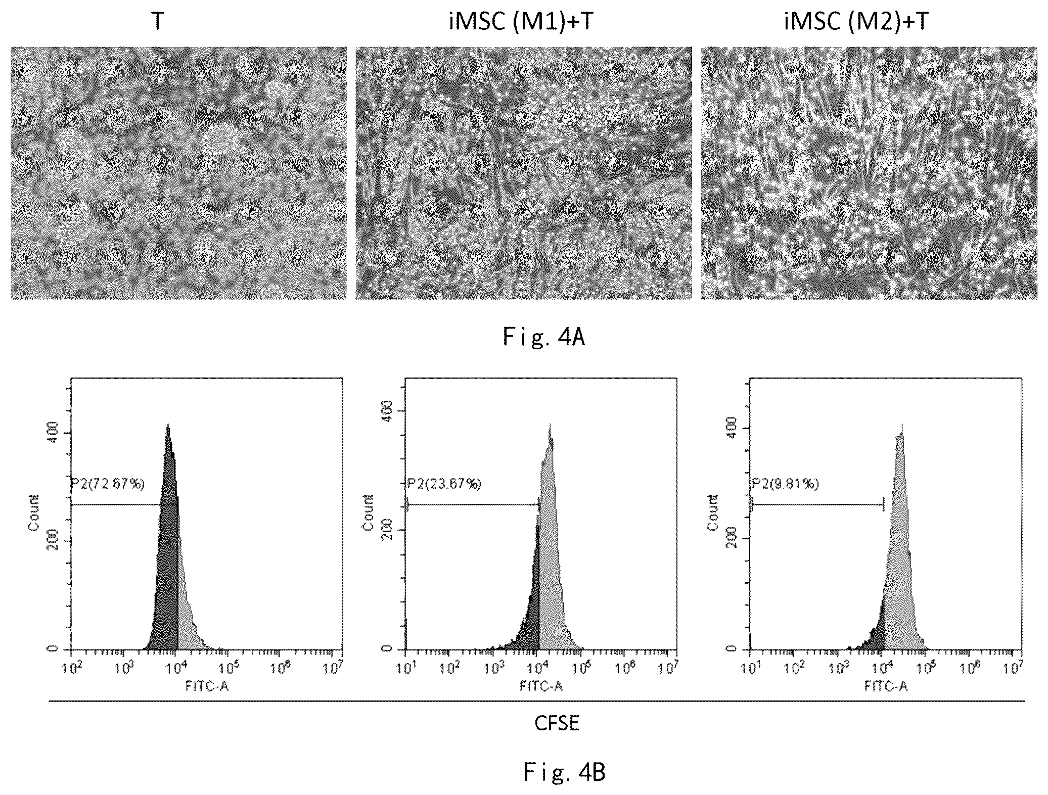 Patent US12359173 Figure 5 – Serum-free and xeno-free culture medium for expanding mesenchymal stem cells