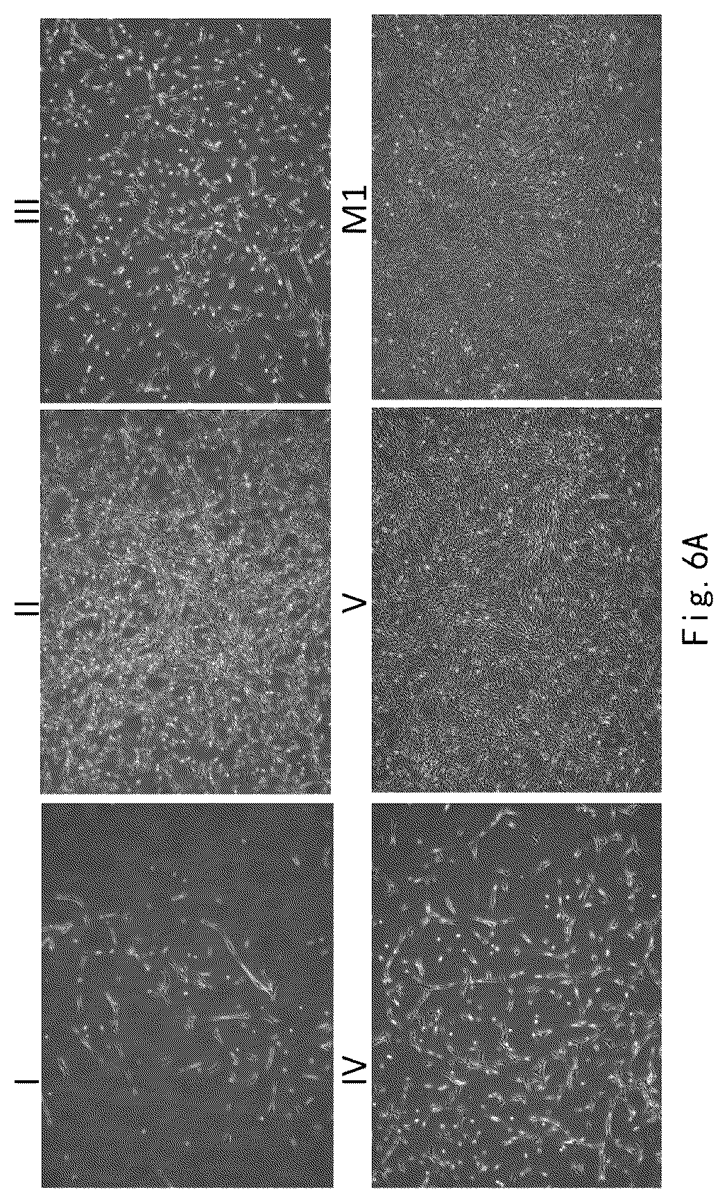 Patent US12359173 Figure 7 – Serum-free and xeno-free culture medium for expanding mesenchymal stem cells