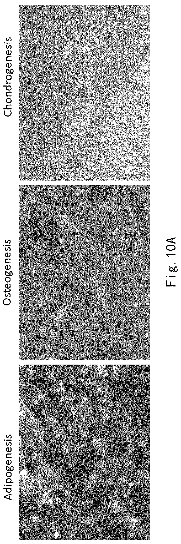 Patent US12359173 Figure 11 – Serum-free and xeno-free culture medium for expanding mesenchymal stem cells