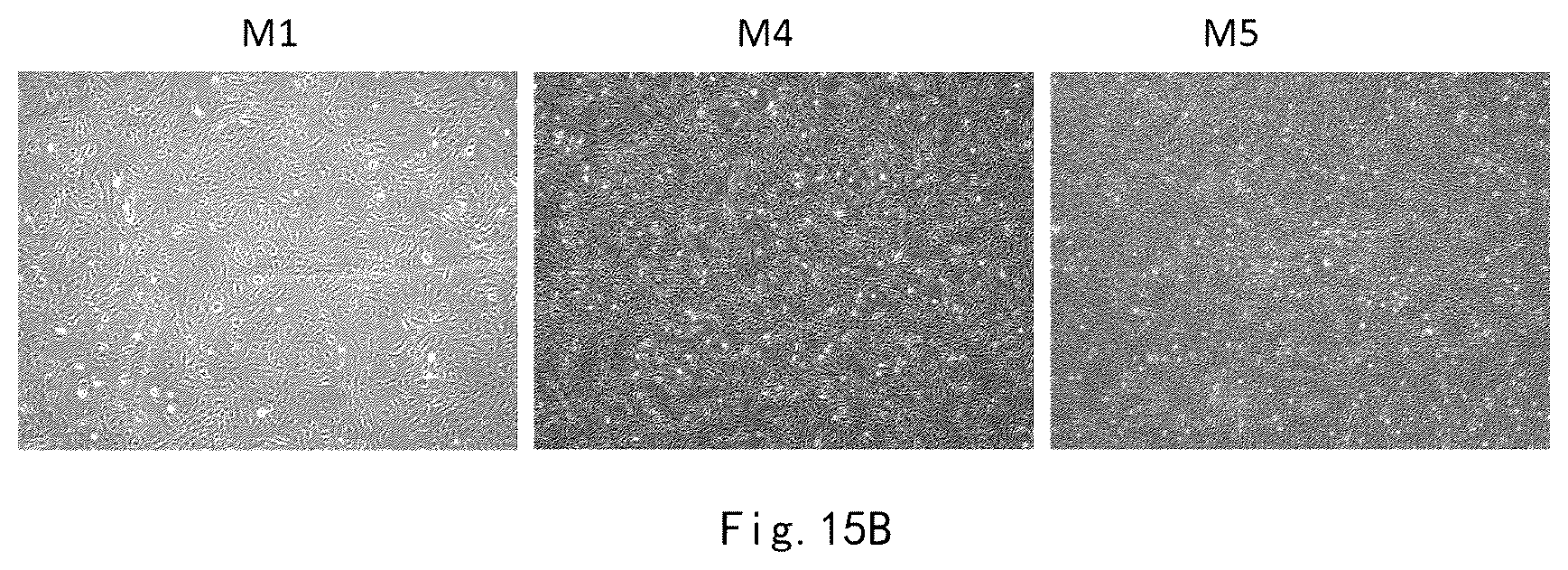 Patent US12359173 Figure 17 – Serum-free and xeno-free culture medium for expanding mesenchymal stem cells