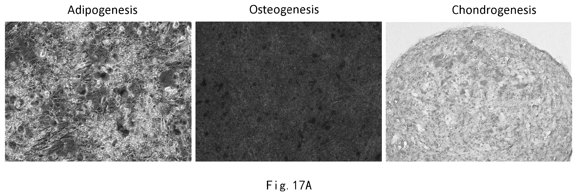 Patent US12359173 Figure 19 – Serum-free and xeno-free culture medium for expanding mesenchymal stem cells
