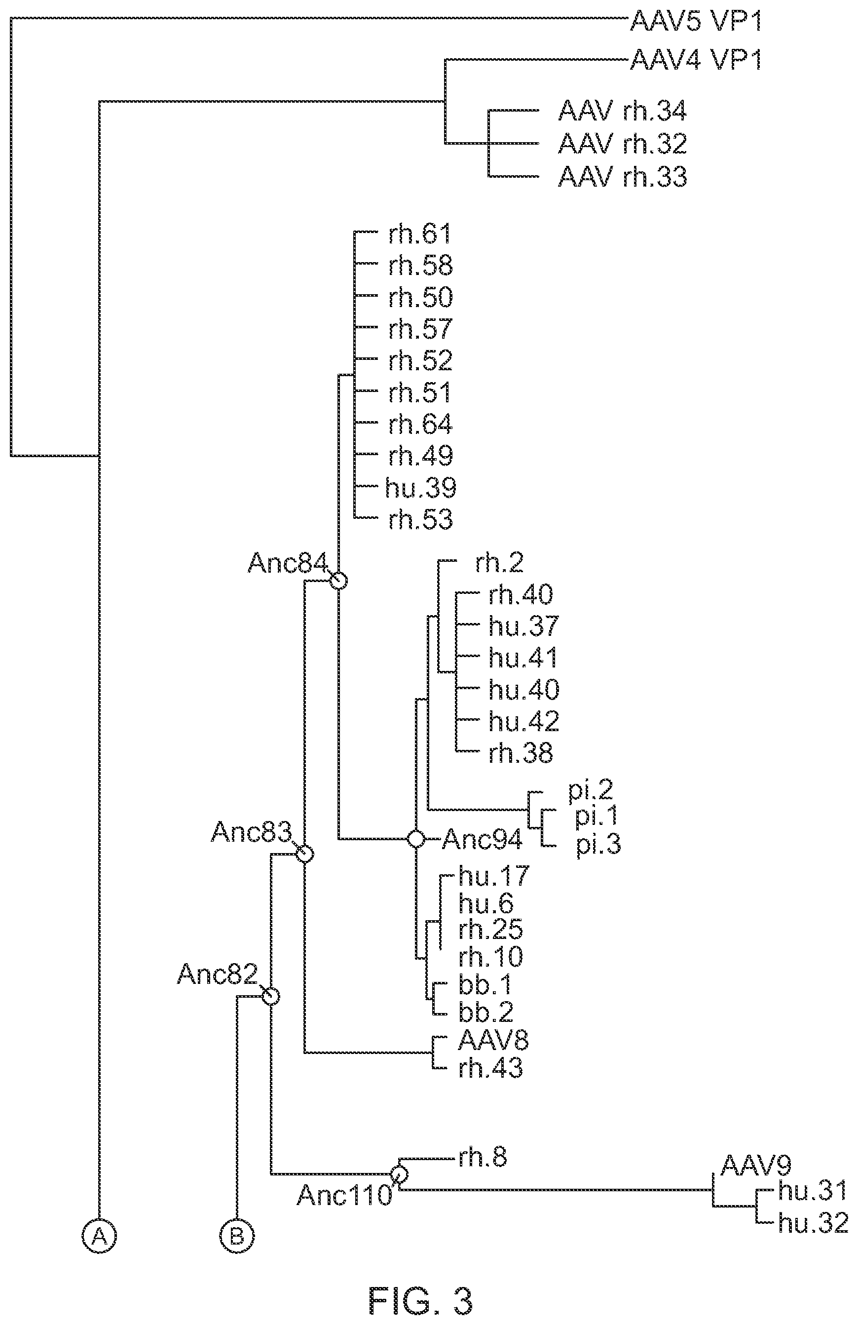 Patent US12359174 Figure 3 – Methods of predicting ancestral virus sequences and uses thereof