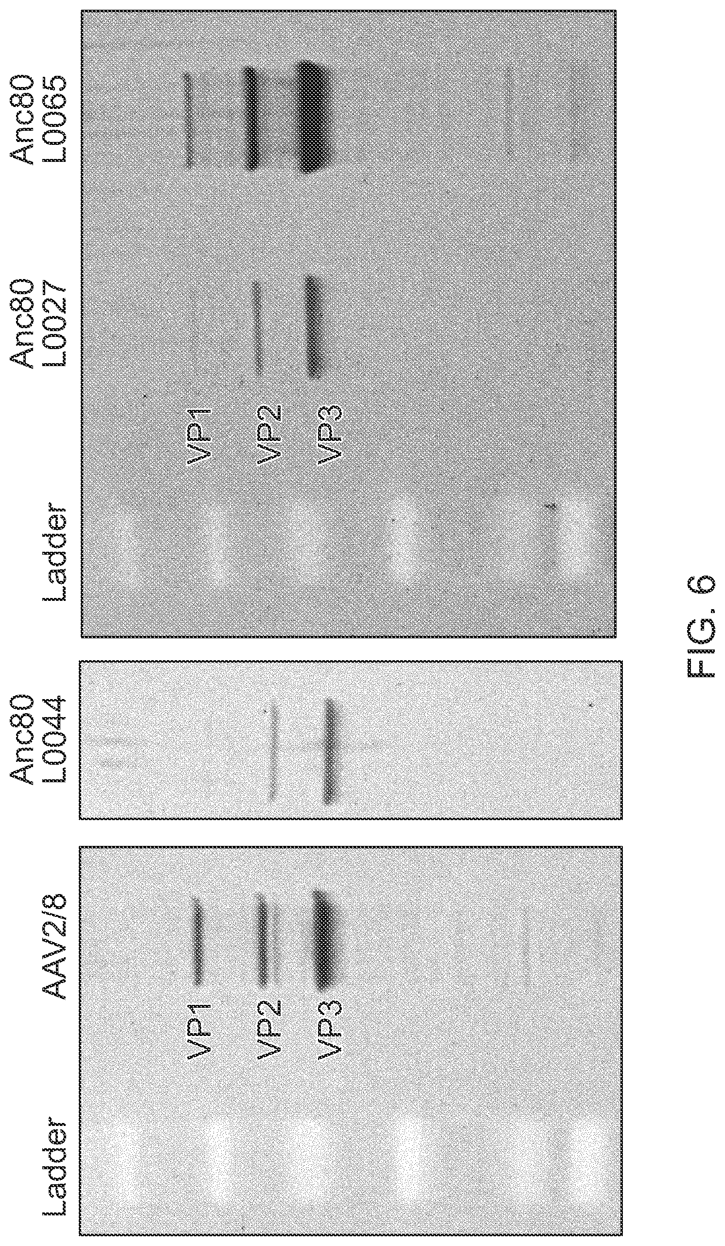 Patent US12359174 Figure 11 – Methods of predicting ancestral virus sequences and uses thereof