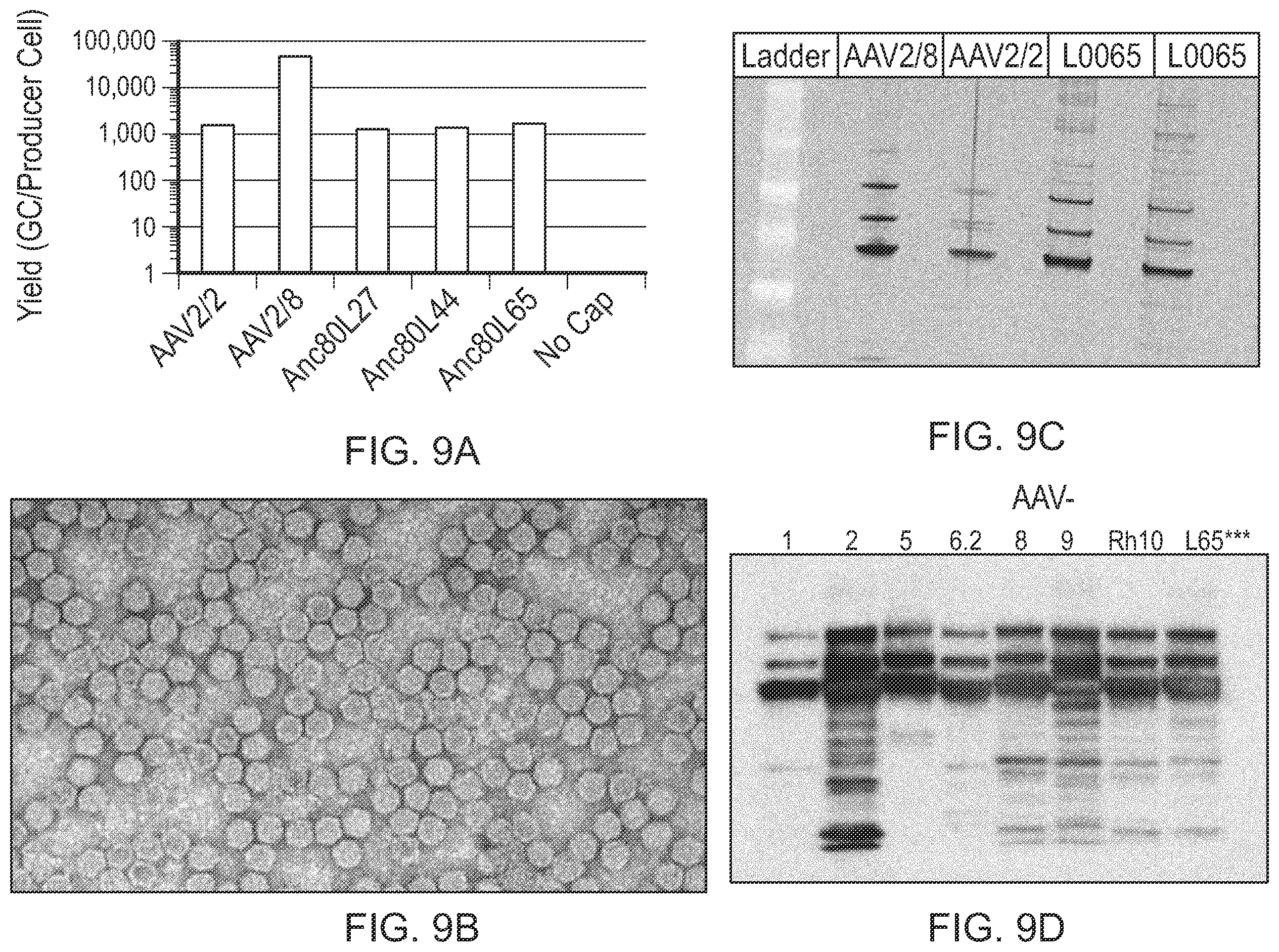 Patent US12359174 Figure 14 – Methods of predicting ancestral virus sequences and uses thereof