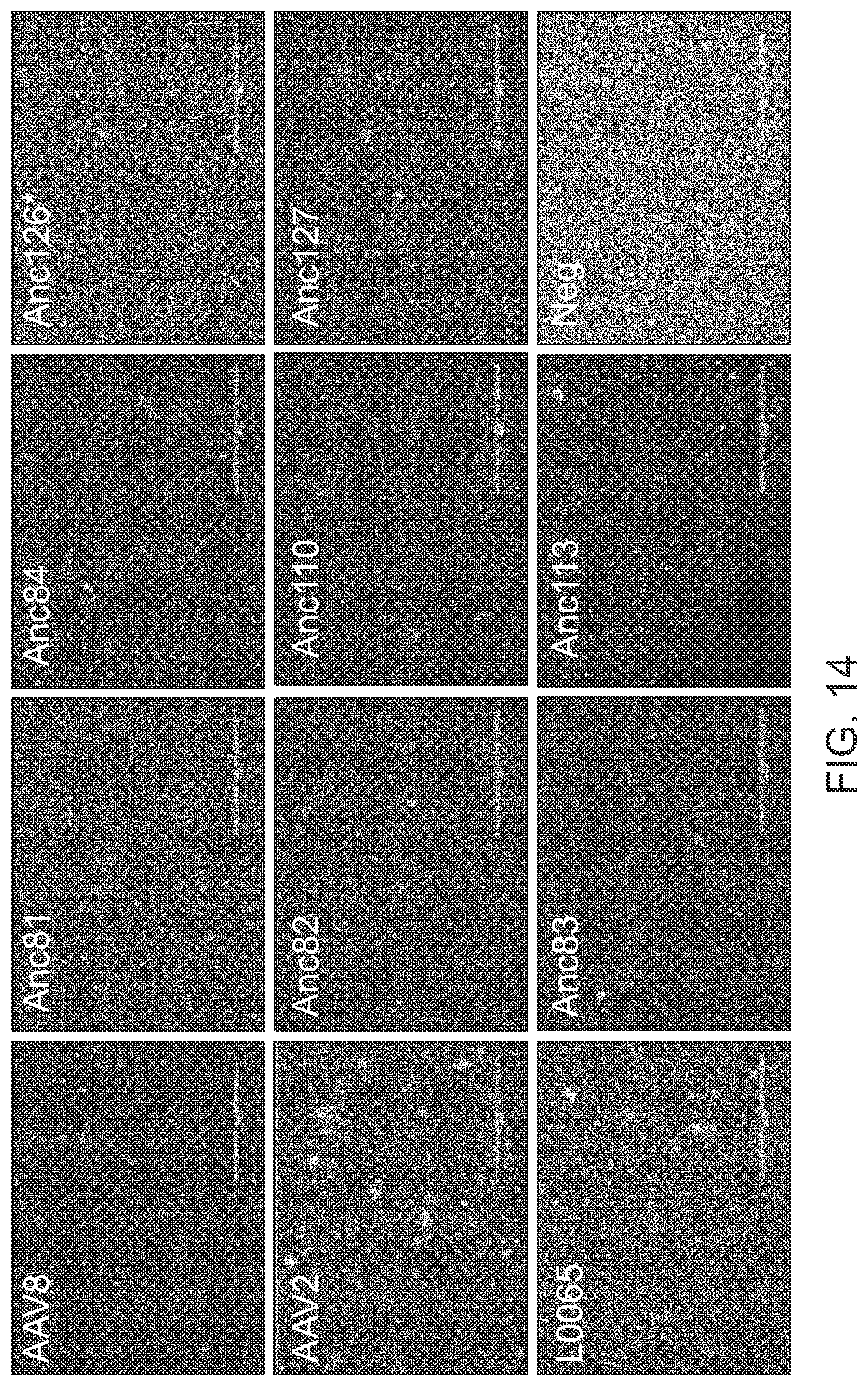 Patent US12359174 Figure 20 – Methods of predicting ancestral virus sequences and uses thereof