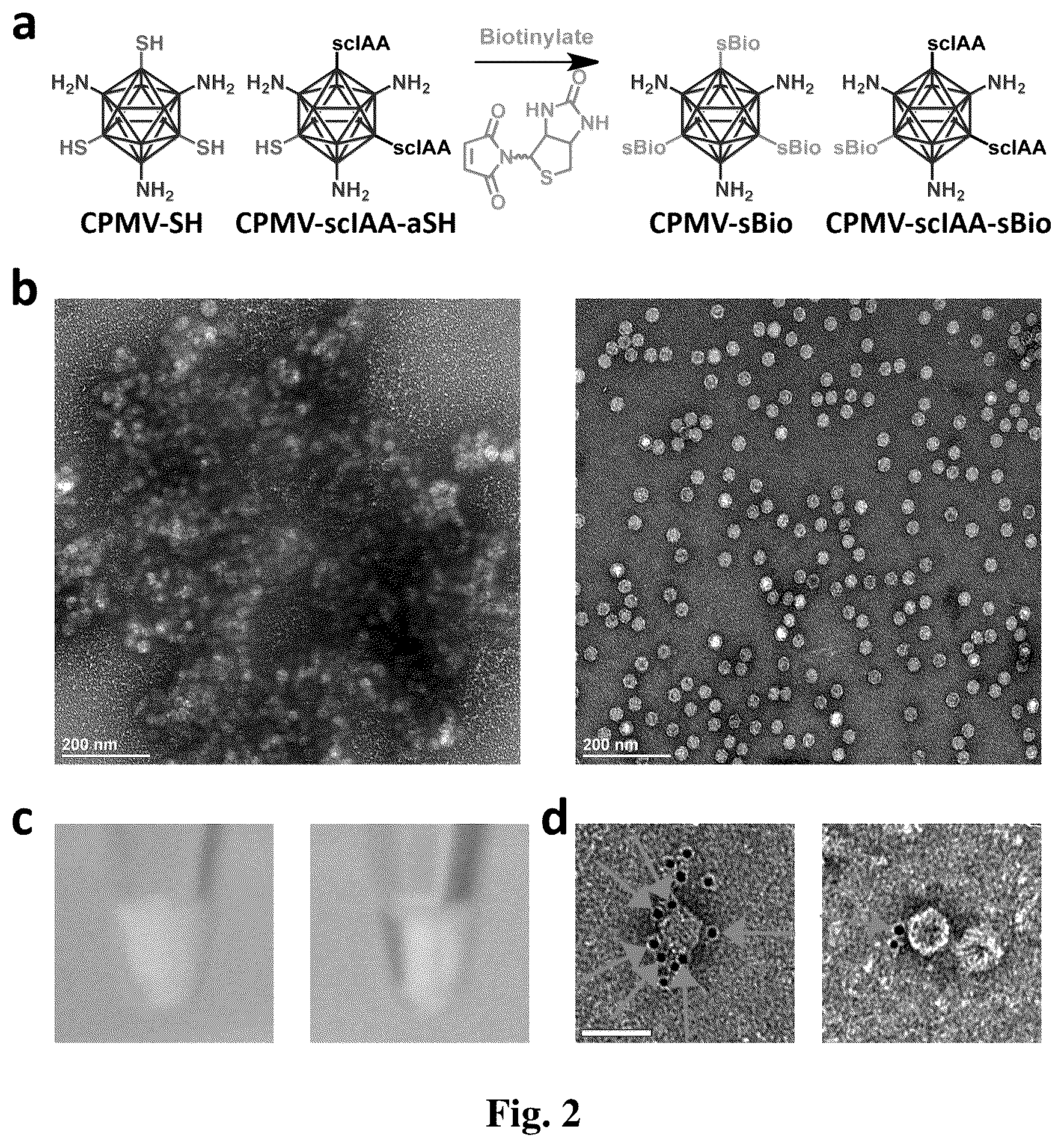 Patent US12359175 Figure 2 – Viral nanoparticle multimers