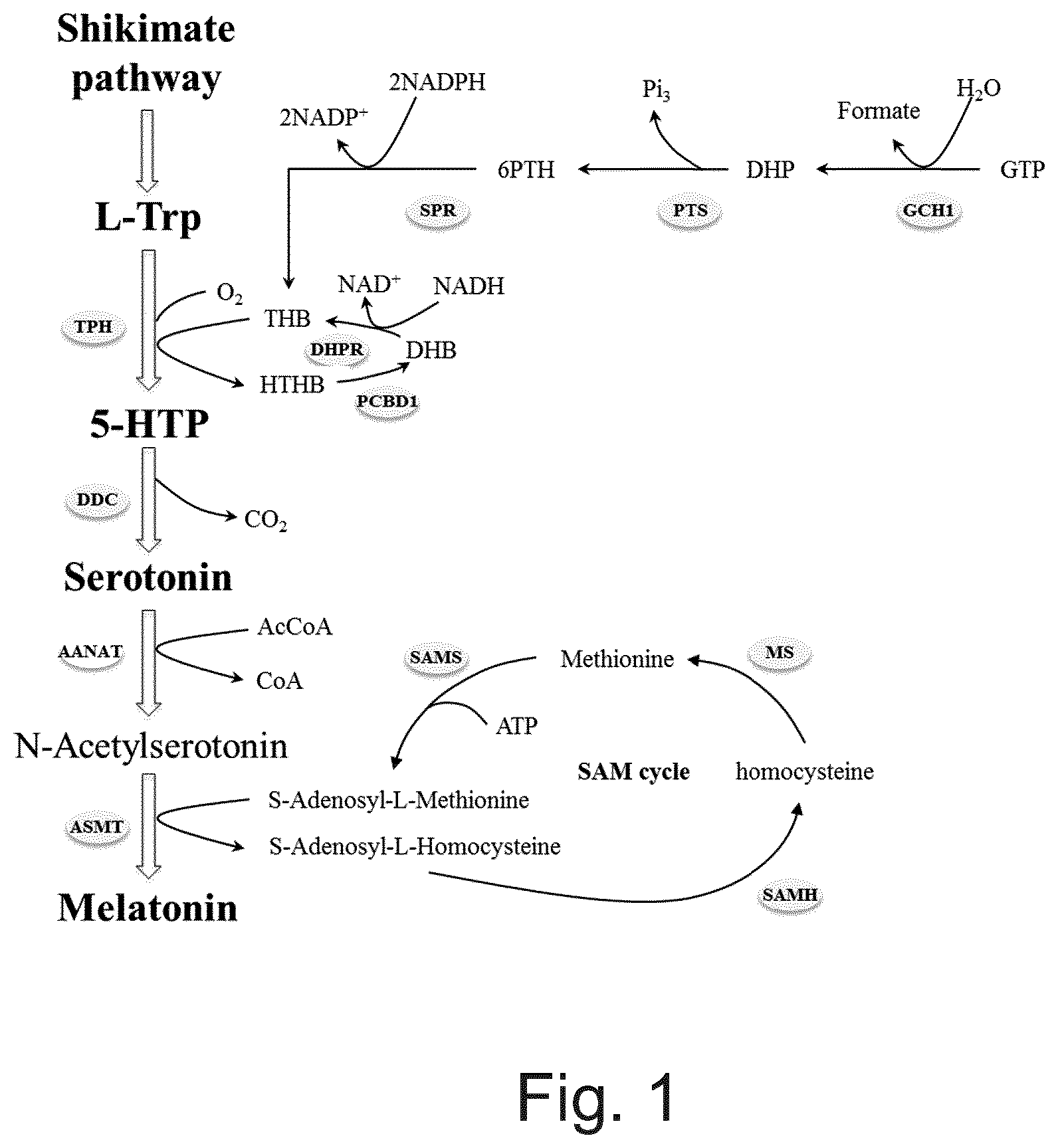 Patent US12359176 Figure 1 – Engineered cells for production of indole-derivatives