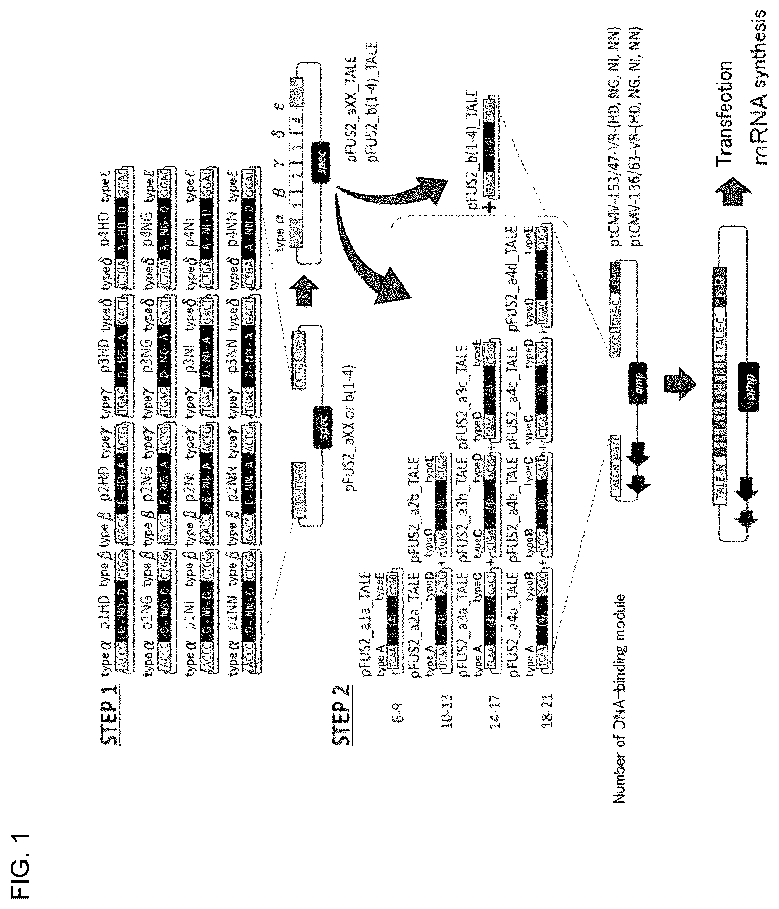 Patent US12359180 — Polypeptide containing DNA-binding domain — Figure 1