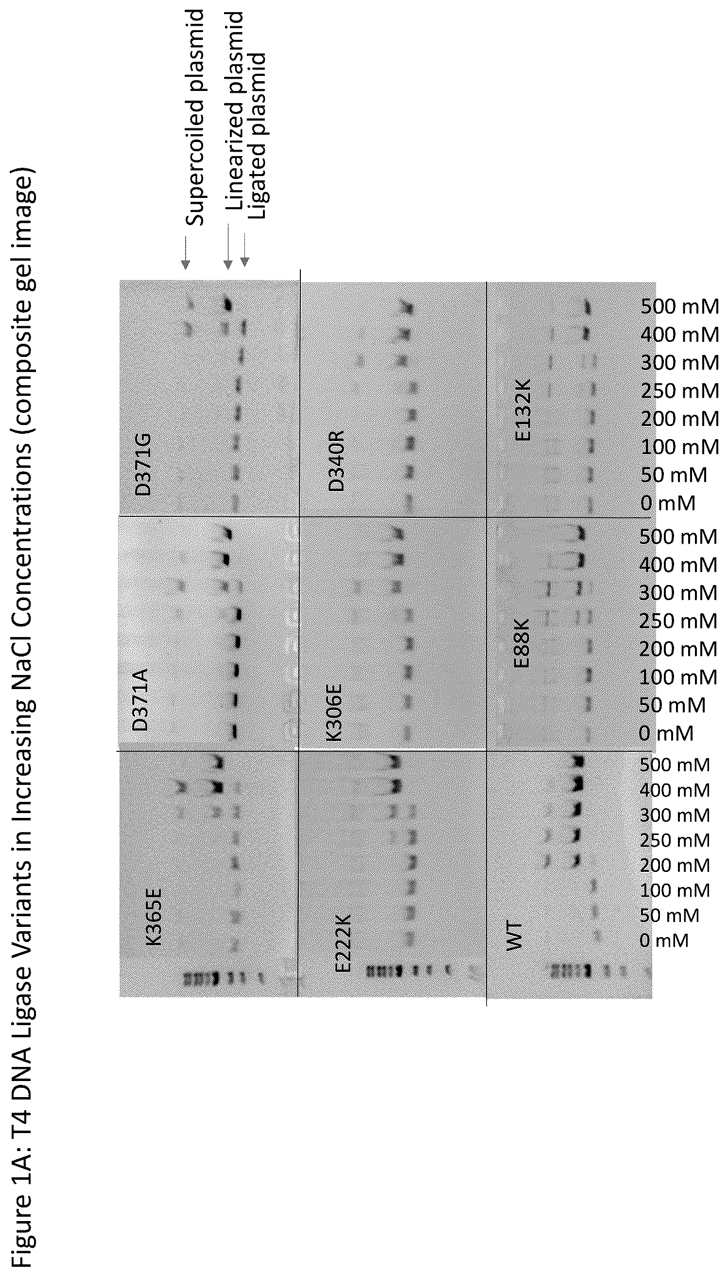 Patent US12359185 — T4 DNA ligase variants with increased resistance to salt — Figure 1