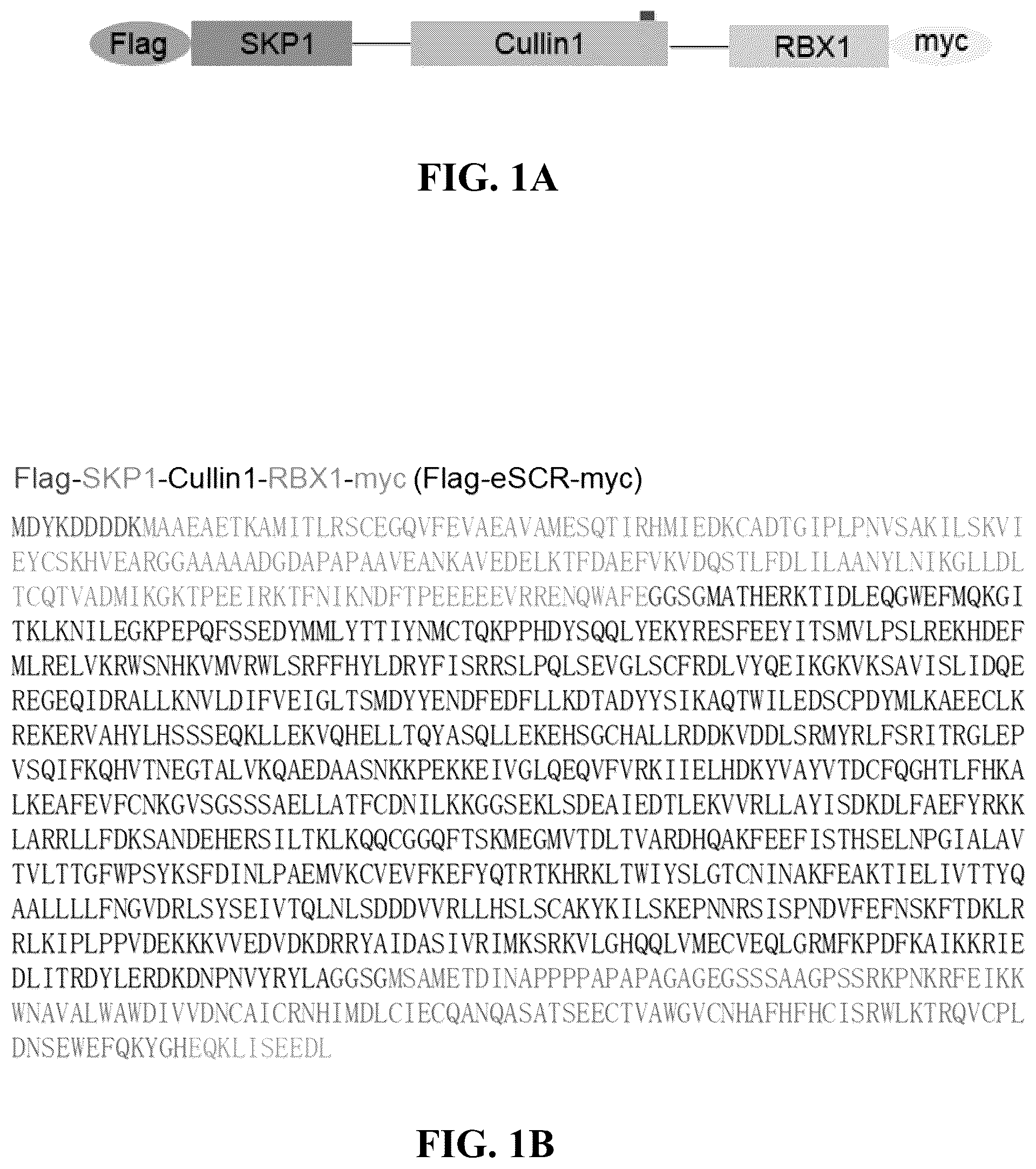 Patent US12359186 Figure 1 – Method for preparing multisubunit SCF E3 ligase with fusion protein through in vitro reconstitution, and use of multisubunit SCF E3 ligase